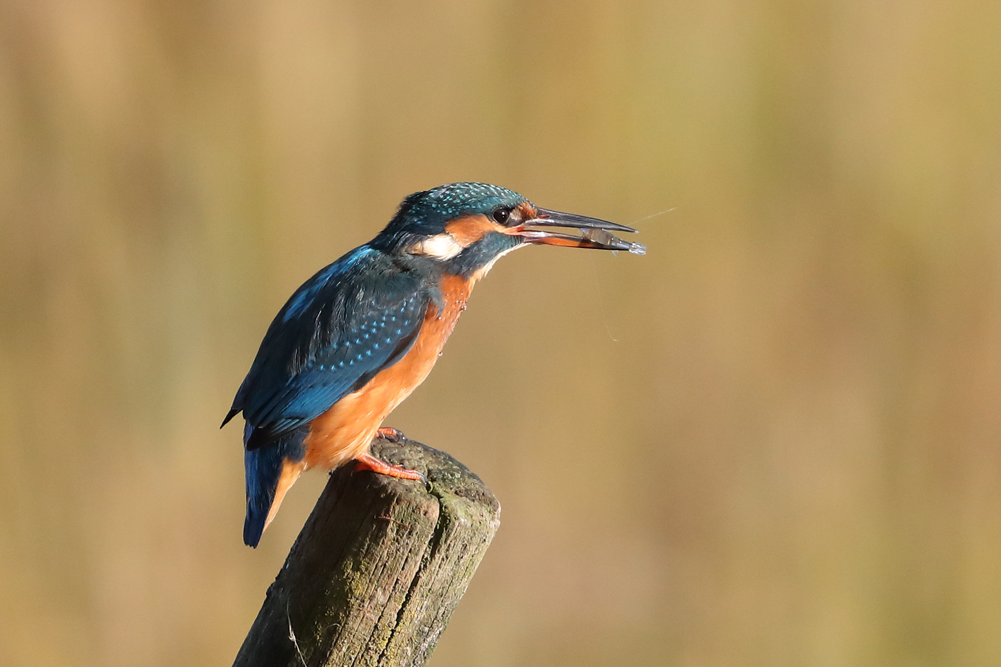 Canon EF 500mm F4L IS II USM sample photo. Kingfisher photography