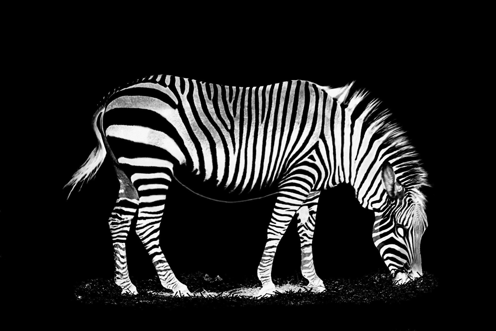 Sigma 70-300mm F4-5.6 APO DG Macro sample photo. Zebra mono photography