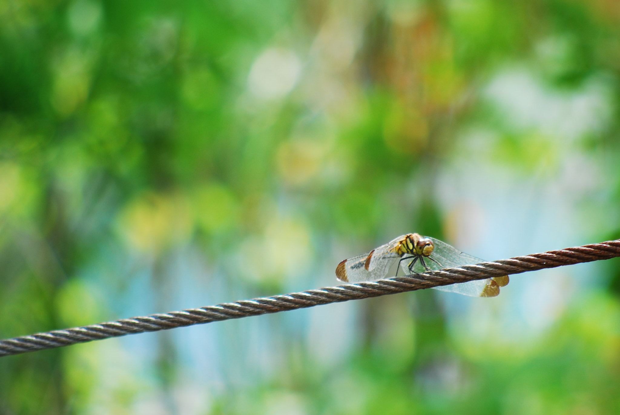 AF Nikkor 70-210mm f/4-5.6 sample photo
