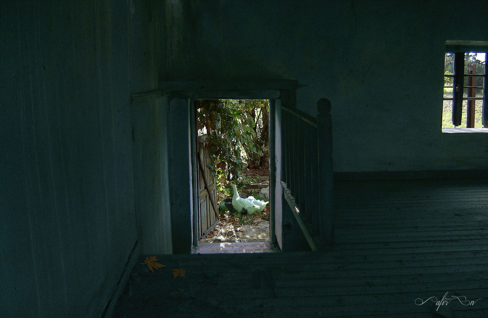 Sony DSC-P73 sample photo. Free life -geese & abandoned house photography