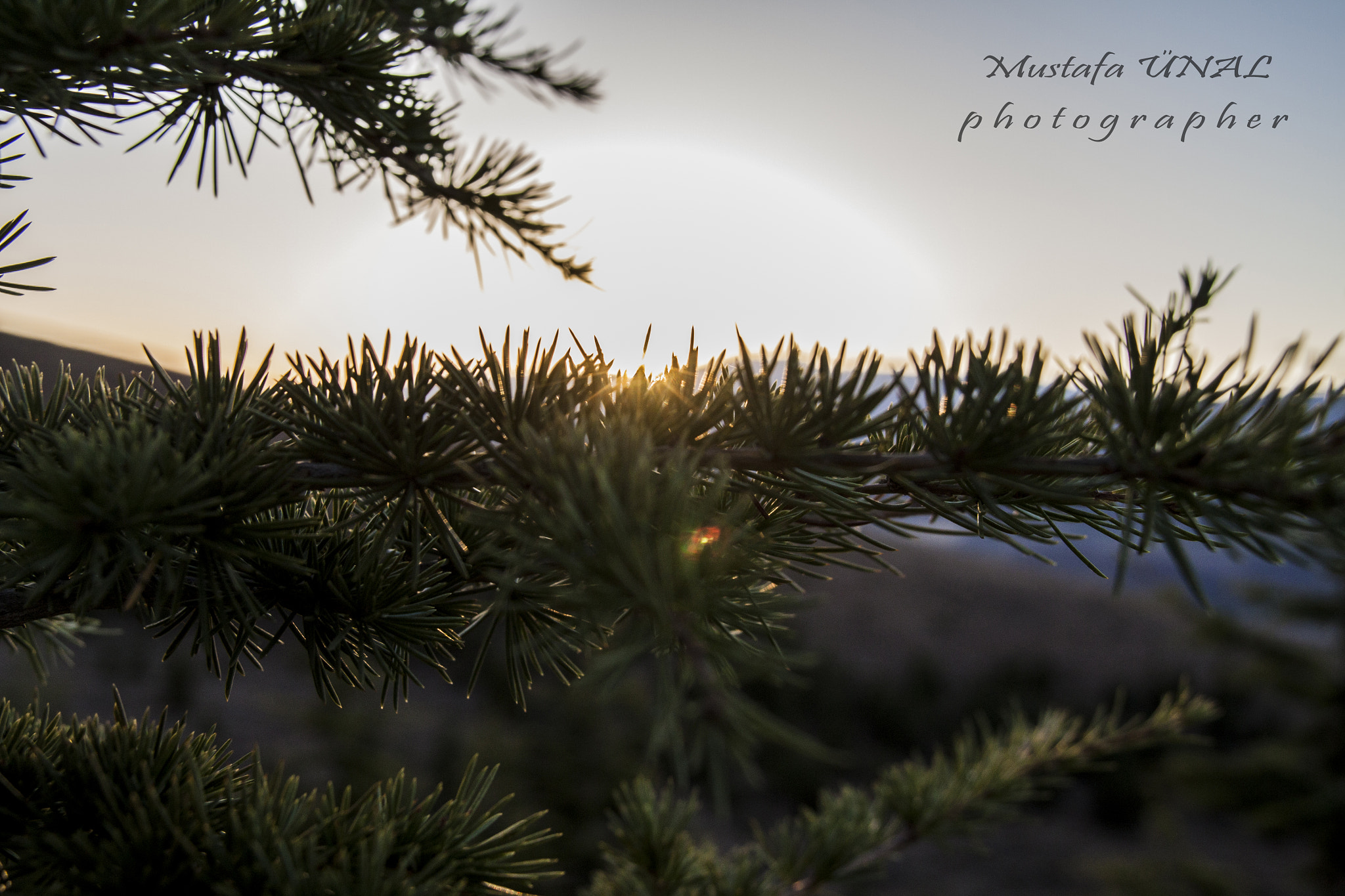 Sigma 18-200mm f/3.5-6.3 DC OS sample photo. My life photography