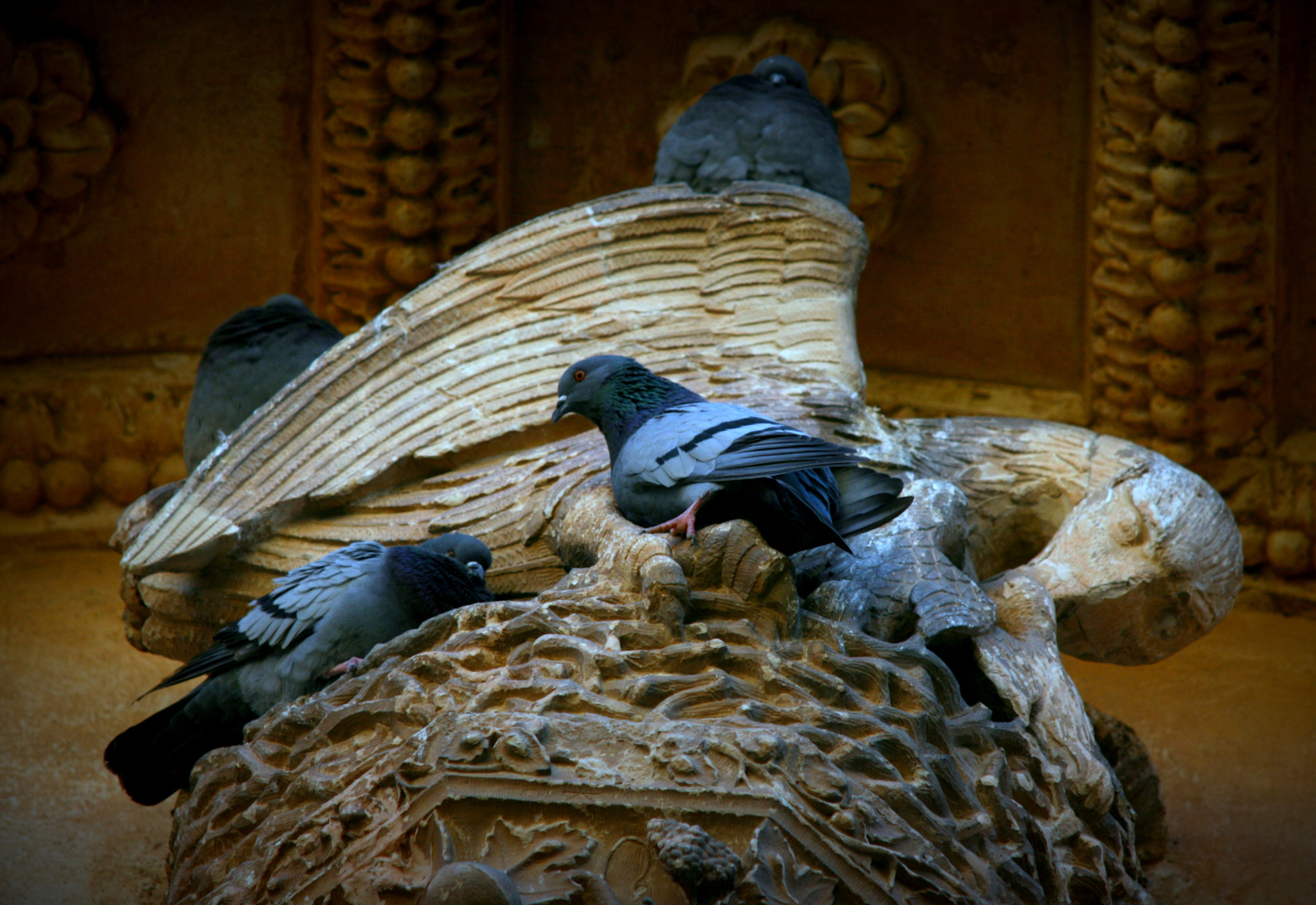 Sigma 70-200mm F2.8 EX DG OS HSM sample photo. Birds photography