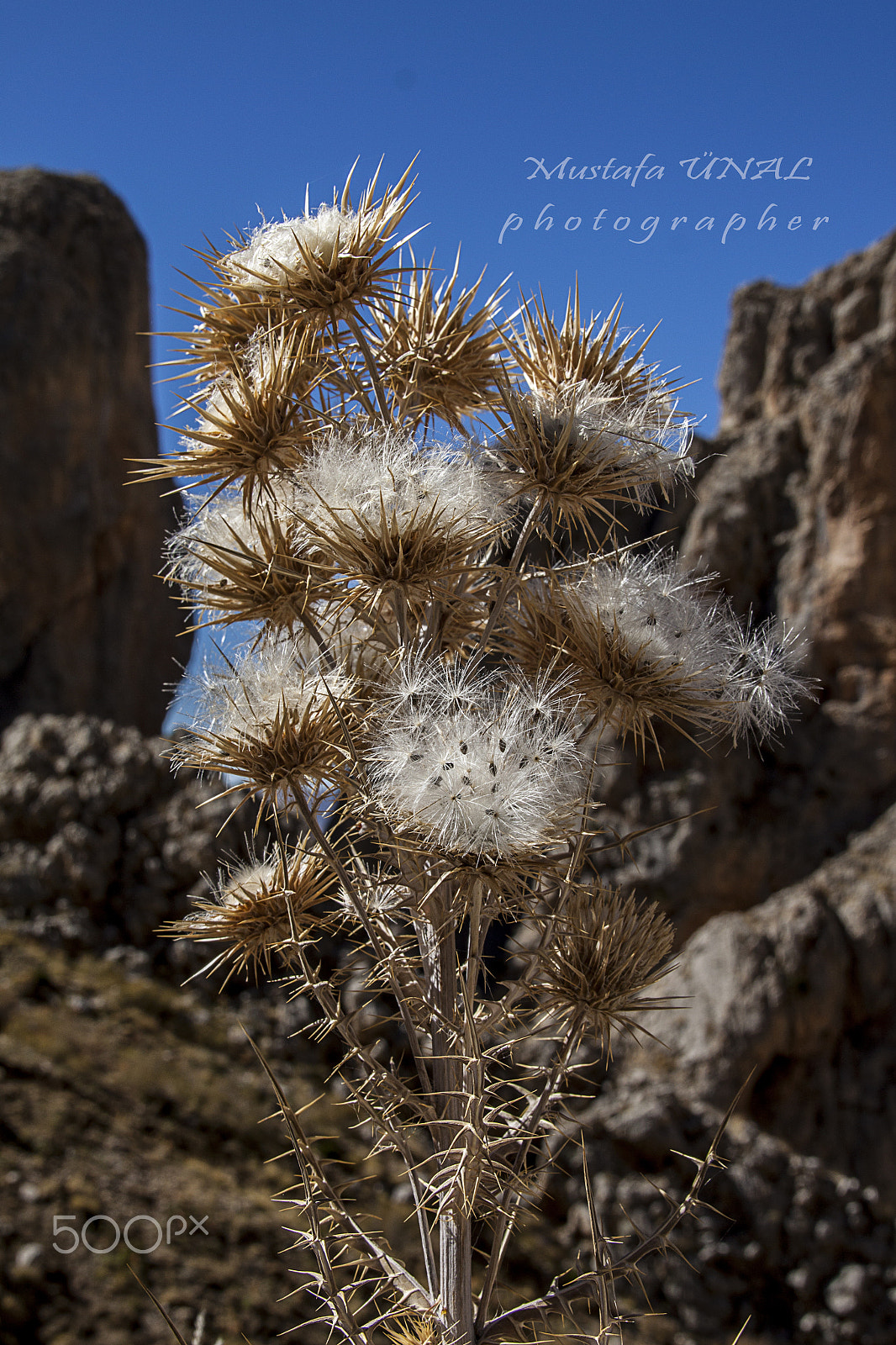 Sigma 18-200mm f/3.5-6.3 DC OS sample photo. Experienced death photography