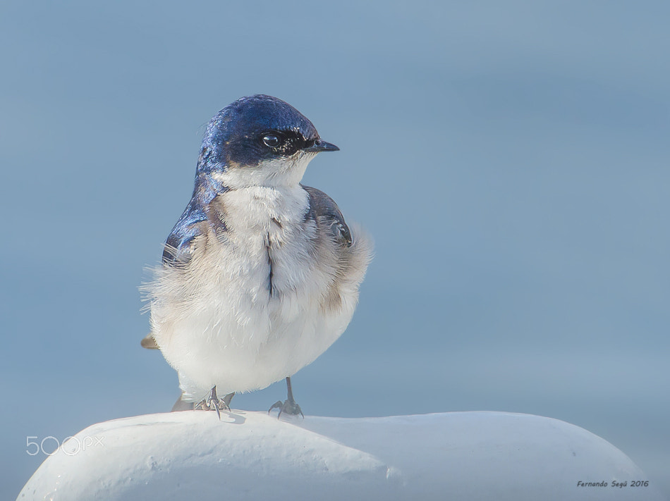 Nikon D7000 + Sigma 50-500mm F4.5-6.3 DG OS HSM sample photo. Chilean swallow photography