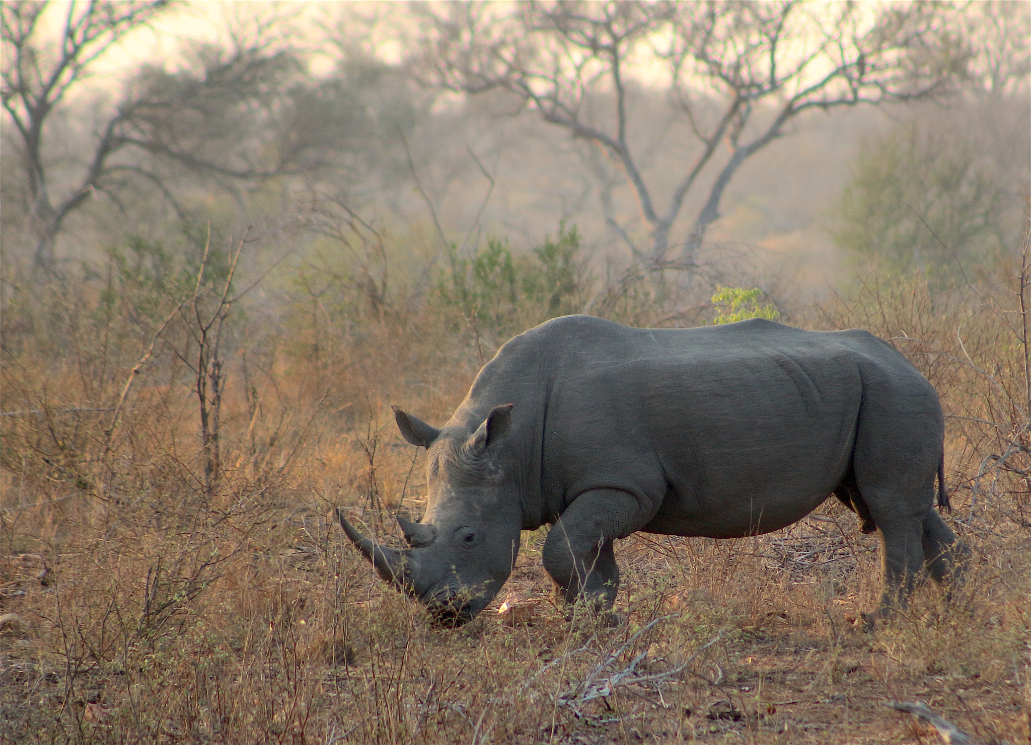 Canon EOS 100D (EOS Rebel SL1 / EOS Kiss X7) + EF75-300mm f/4-5.6 sample photo. White rhino photography