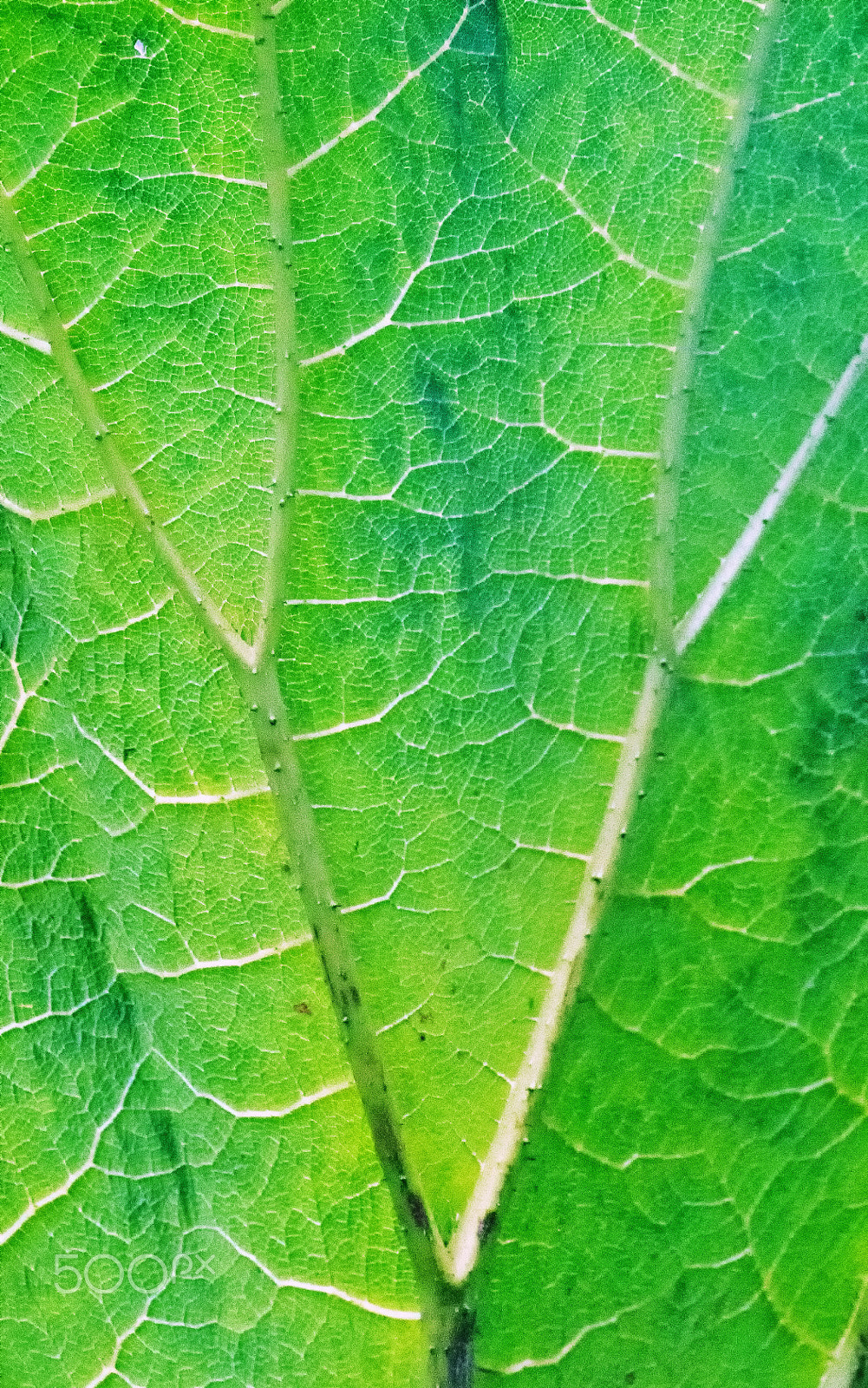 Sony DT 18-250mm F3.5-6.3 sample photo. Natures vascular system photography