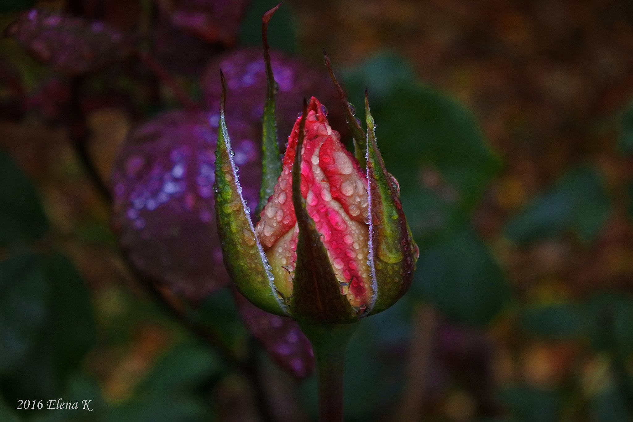 Nikon 1 J5 sample photo. Flowering in autumn photography