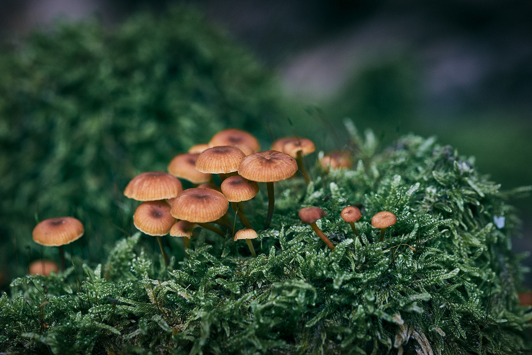 Sigma 105mm F2.8 EX DG OS HSM sample photo. Mushrooms photography
