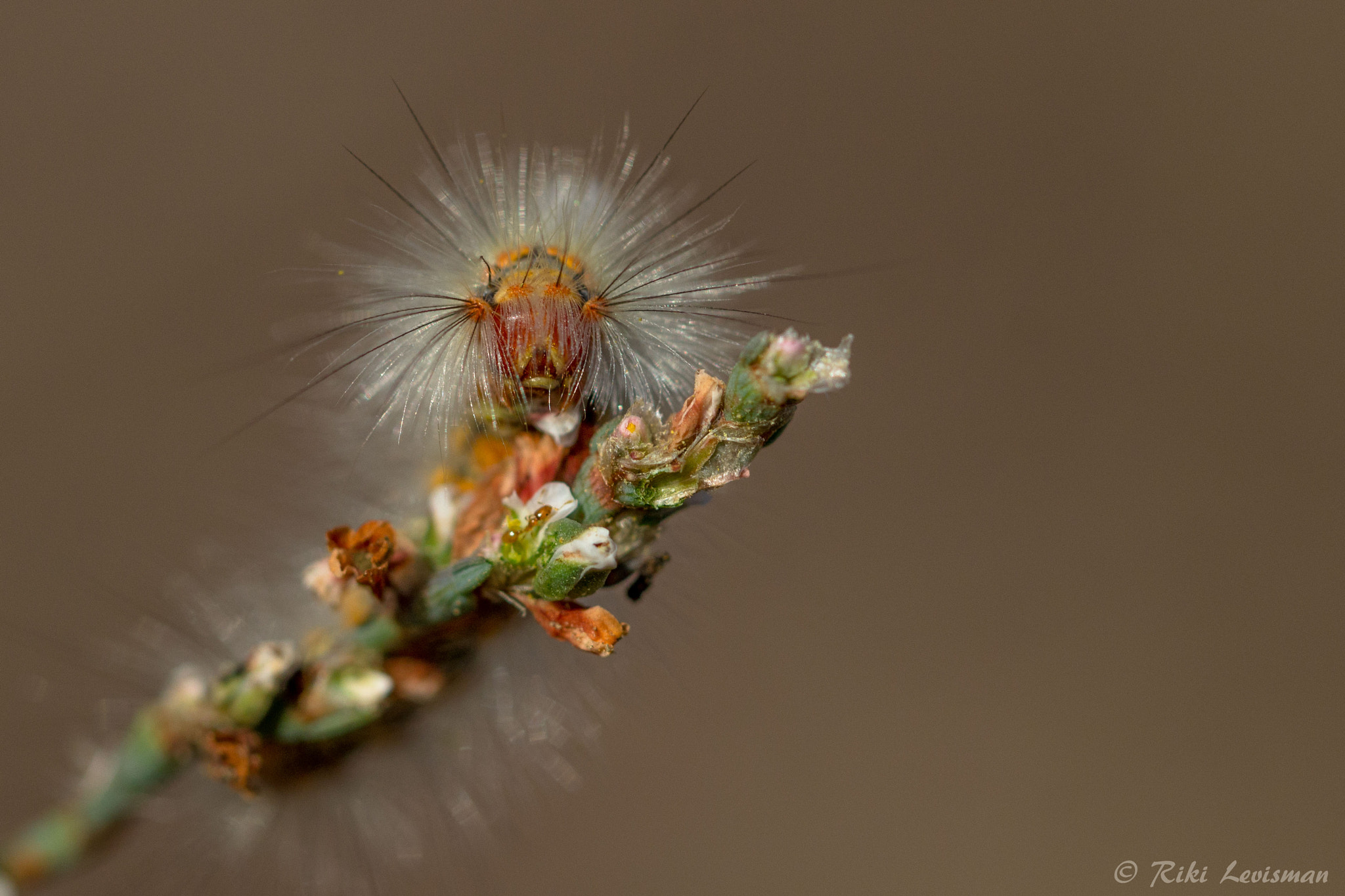 Canon EF 100mm F2.8L Macro IS USM sample photo. Hello photography