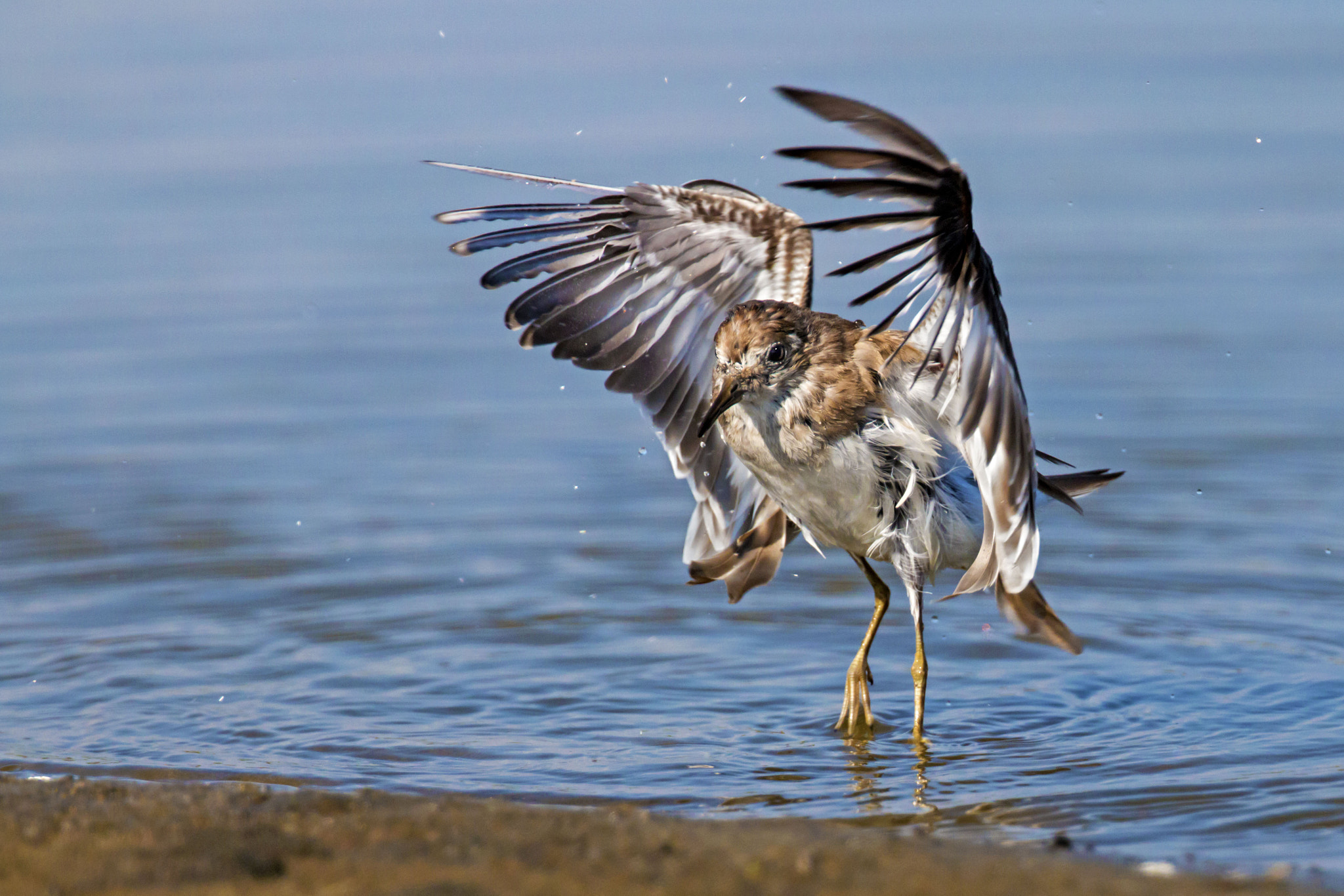 Canon EOS 70D + Canon EF 300mm F2.8L IS II USM sample photo. Broad-billed nano photography