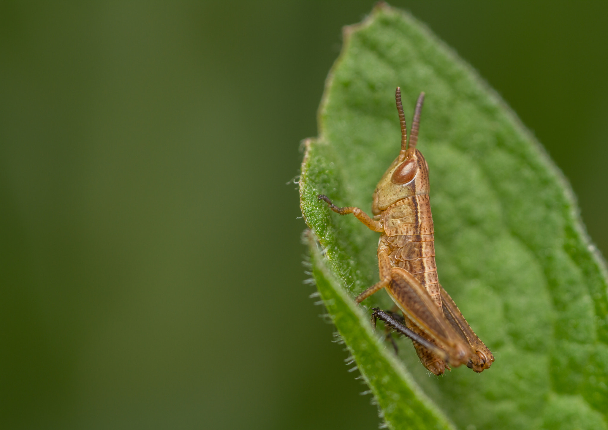 Canon EOS 7D + Canon MP-E 65mm F2.5 1-5x Macro Photo sample photo. Grasshopper nymph photography