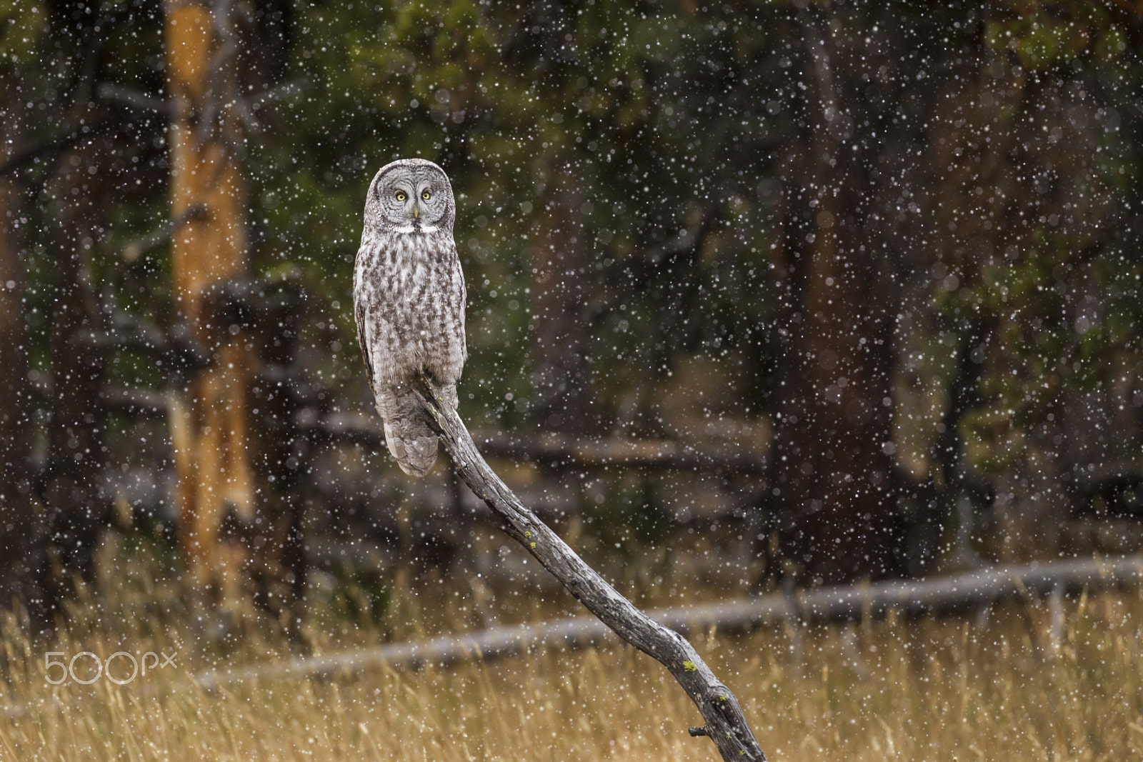 Canon EOS-1D Mark IV + Canon EF 100-400mm F4.5-5.6L IS II USM sample photo. Great gray owl photography