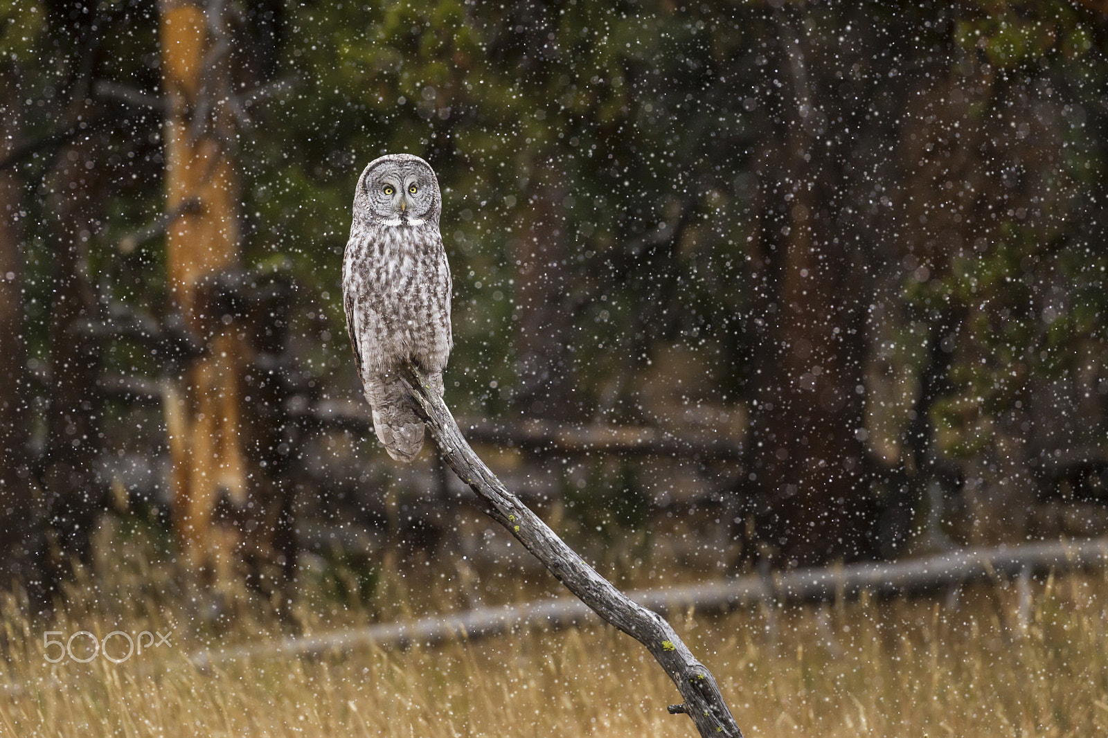 Canon EOS-1D Mark IV sample photo. Great gray owl photography
