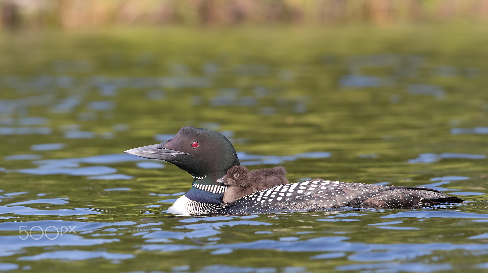 Canon EF 300mm F2.8L IS II USM sample photo. Common loon swimming with chick on her back photography