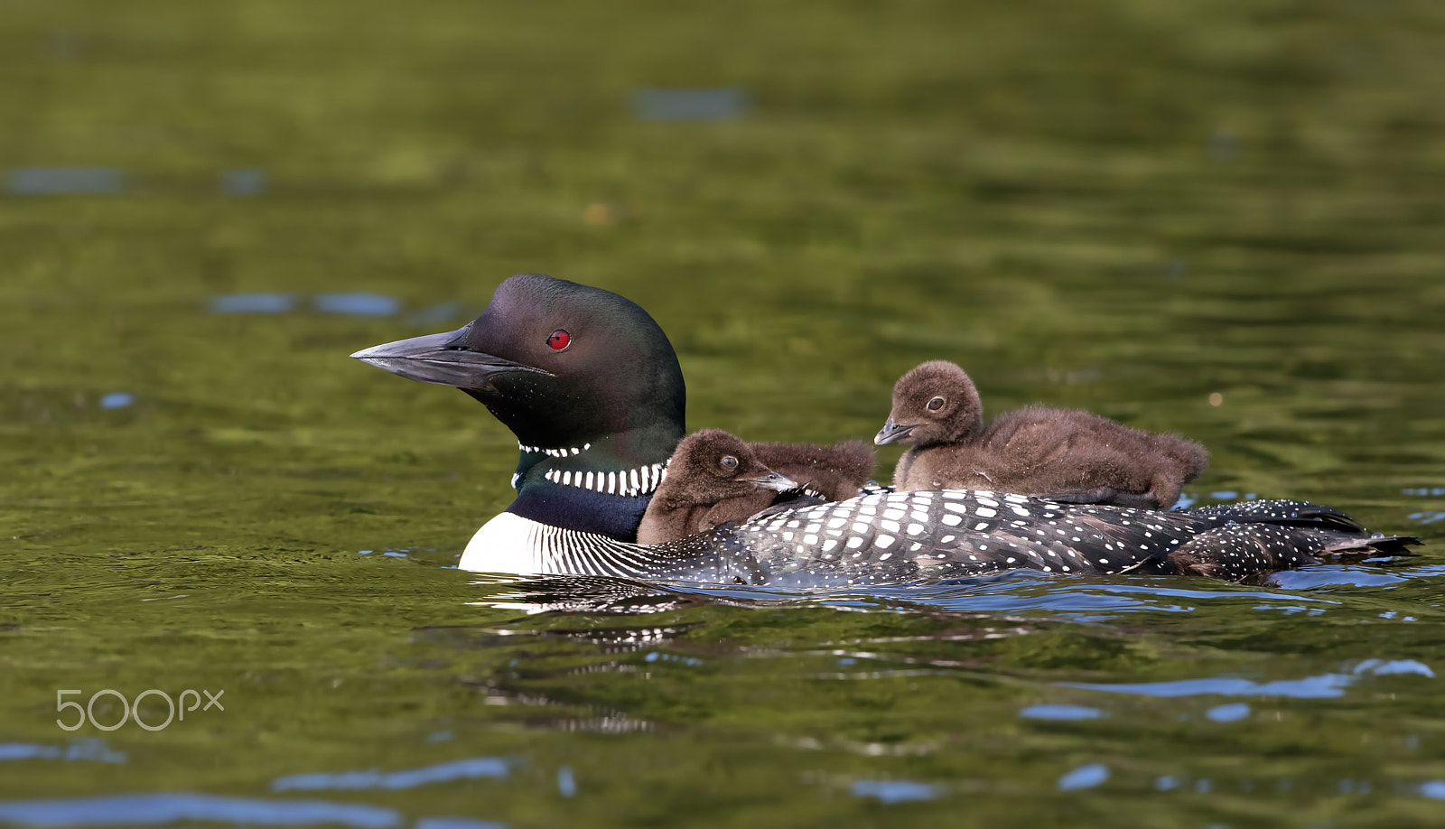 Canon EF 300mm F2.8L IS II USM sample photo. Common loon swimming with two chicks on her back photography
