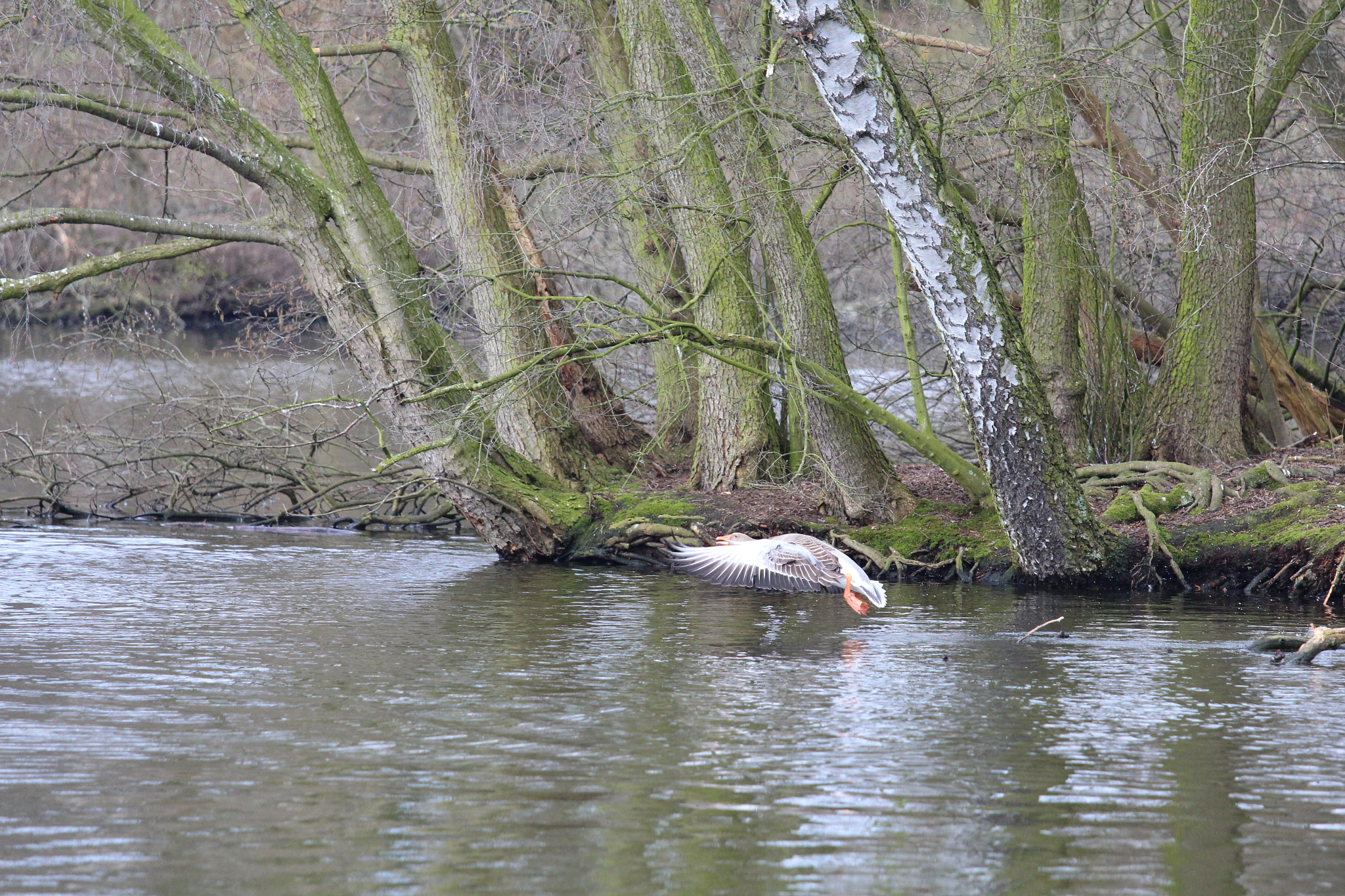 Canon EOS 650D (EOS Rebel T4i / EOS Kiss X6i) + Canon EF 70-200mm F4L IS USM sample photo. Lake of bramfeld, hamburg, germany photography