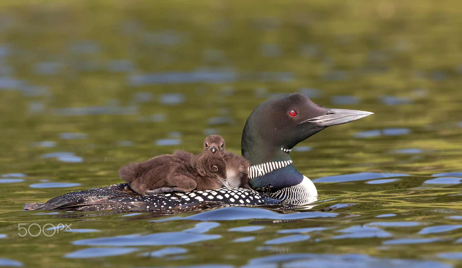 Canon EOS 7D Mark II + Canon EF 300mm F2.8L IS II USM sample photo. Common loon swimming with two chicks on her back photography