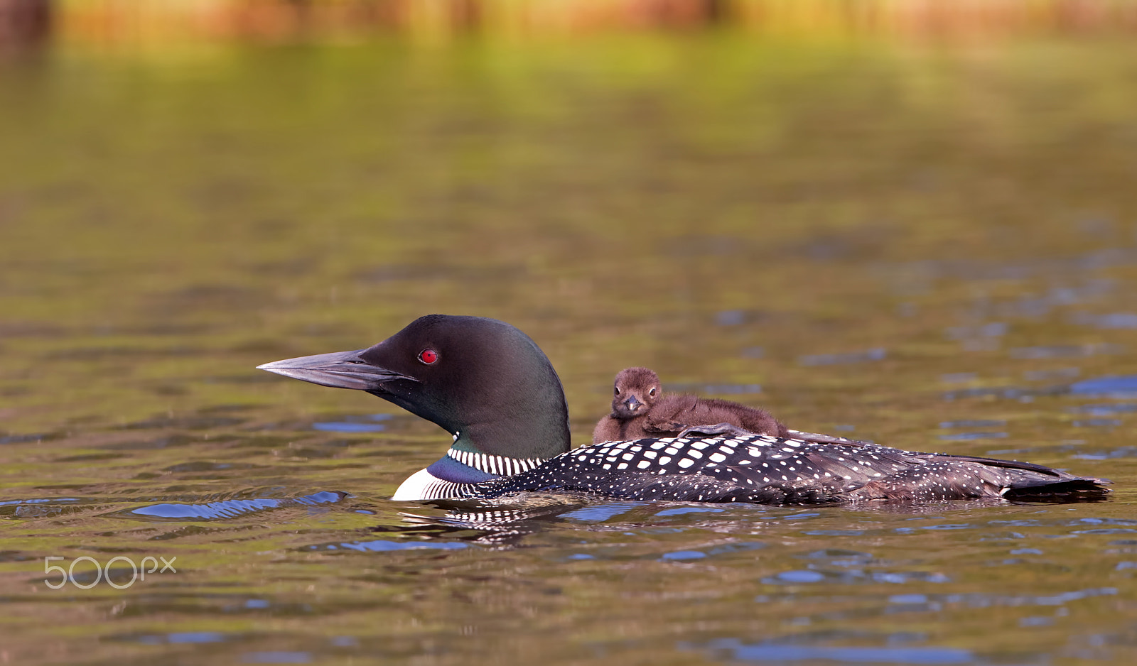 Canon EF 300mm F2.8L IS II USM sample photo. Common loon swimming with chick on her back photography