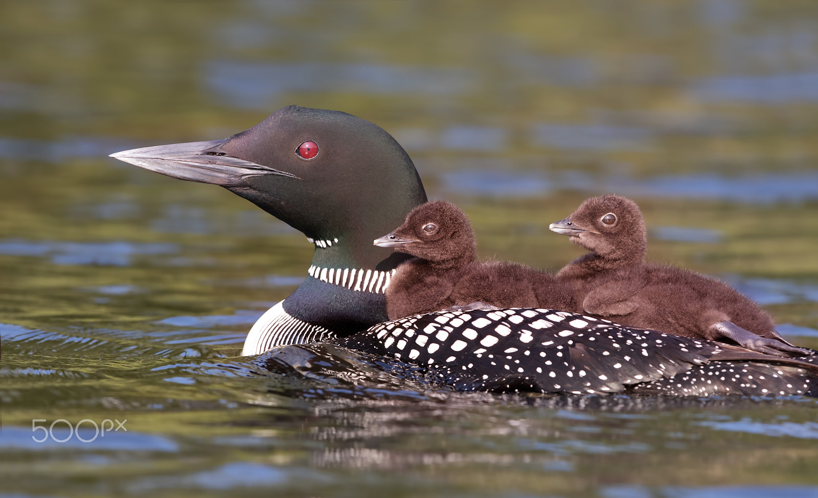 Canon EOS 7D Mark II + Canon EF 300mm F2.8L IS II USM sample photo. Common loon swimming with two chicks on her back photography