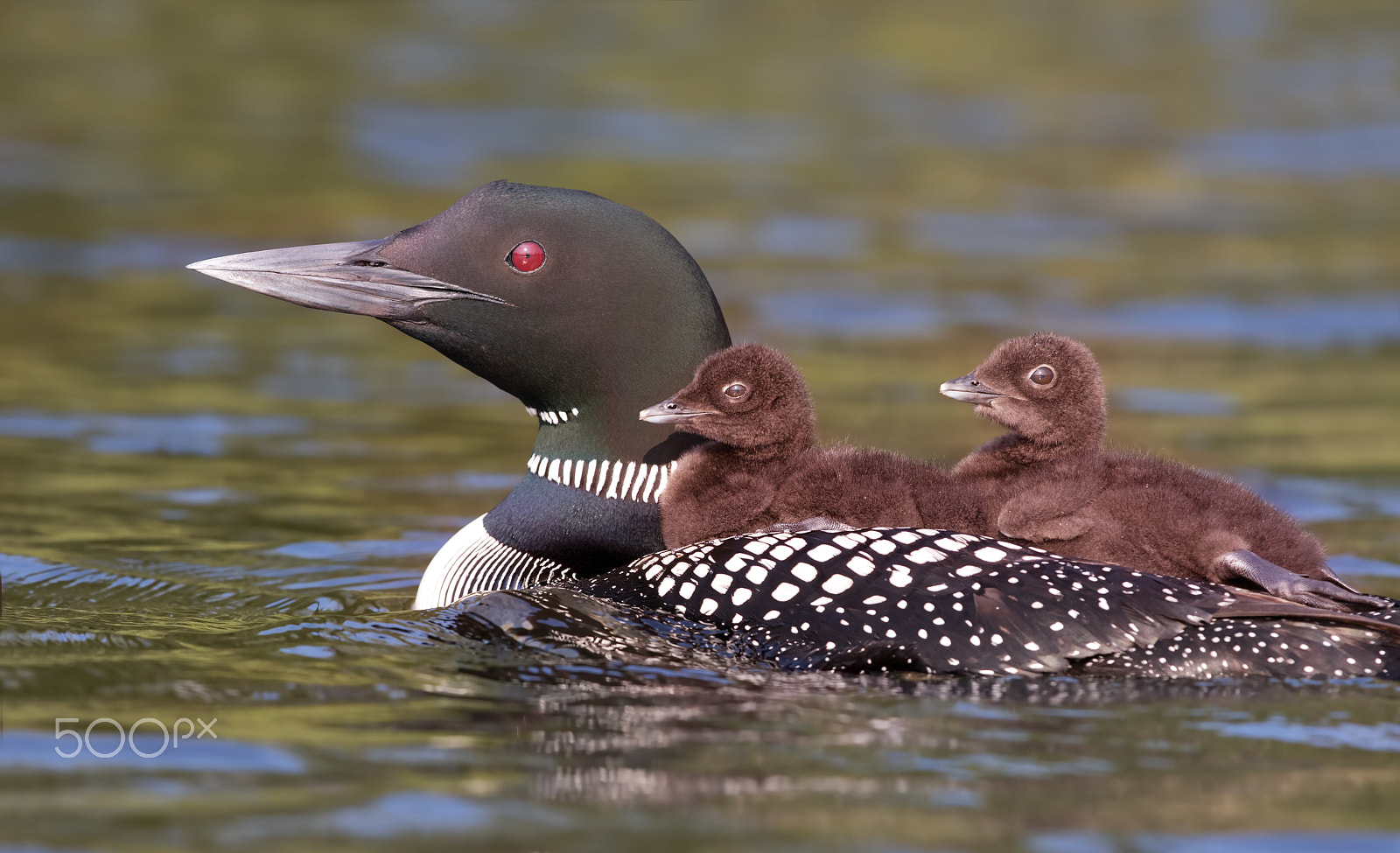 Canon EF 300mm F2.8L IS II USM sample photo. Common loon swimming with two chicks on her back photography