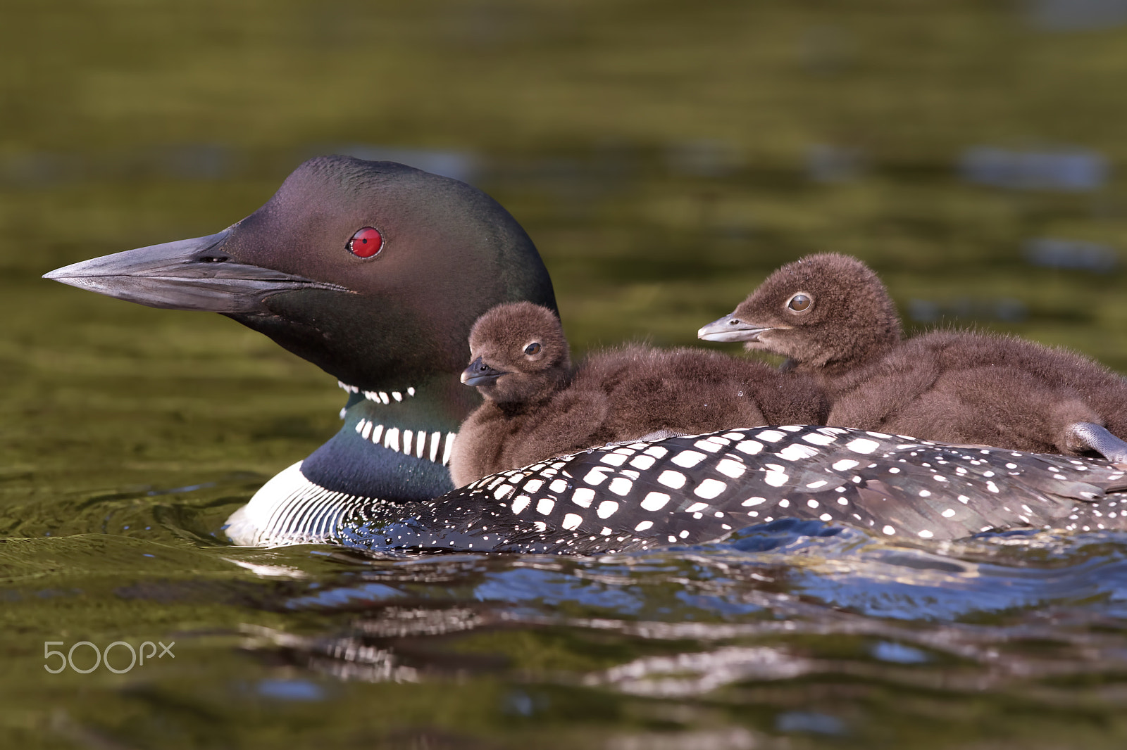 Canon EF 300mm F2.8L IS II USM sample photo. Common loon swimming with two chicks on her back photography