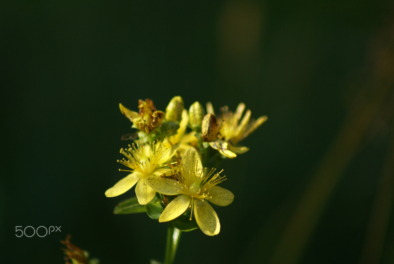 Sony Alpha DSLR-A100 sample photo. Hypericum photography