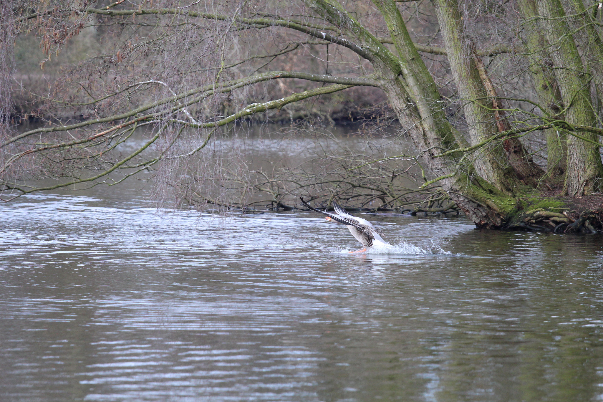 Canon EOS 650D (EOS Rebel T4i / EOS Kiss X6i) + Canon EF 70-200mm F4L IS USM sample photo. Lake of bramfeld, hamburg, germany photography