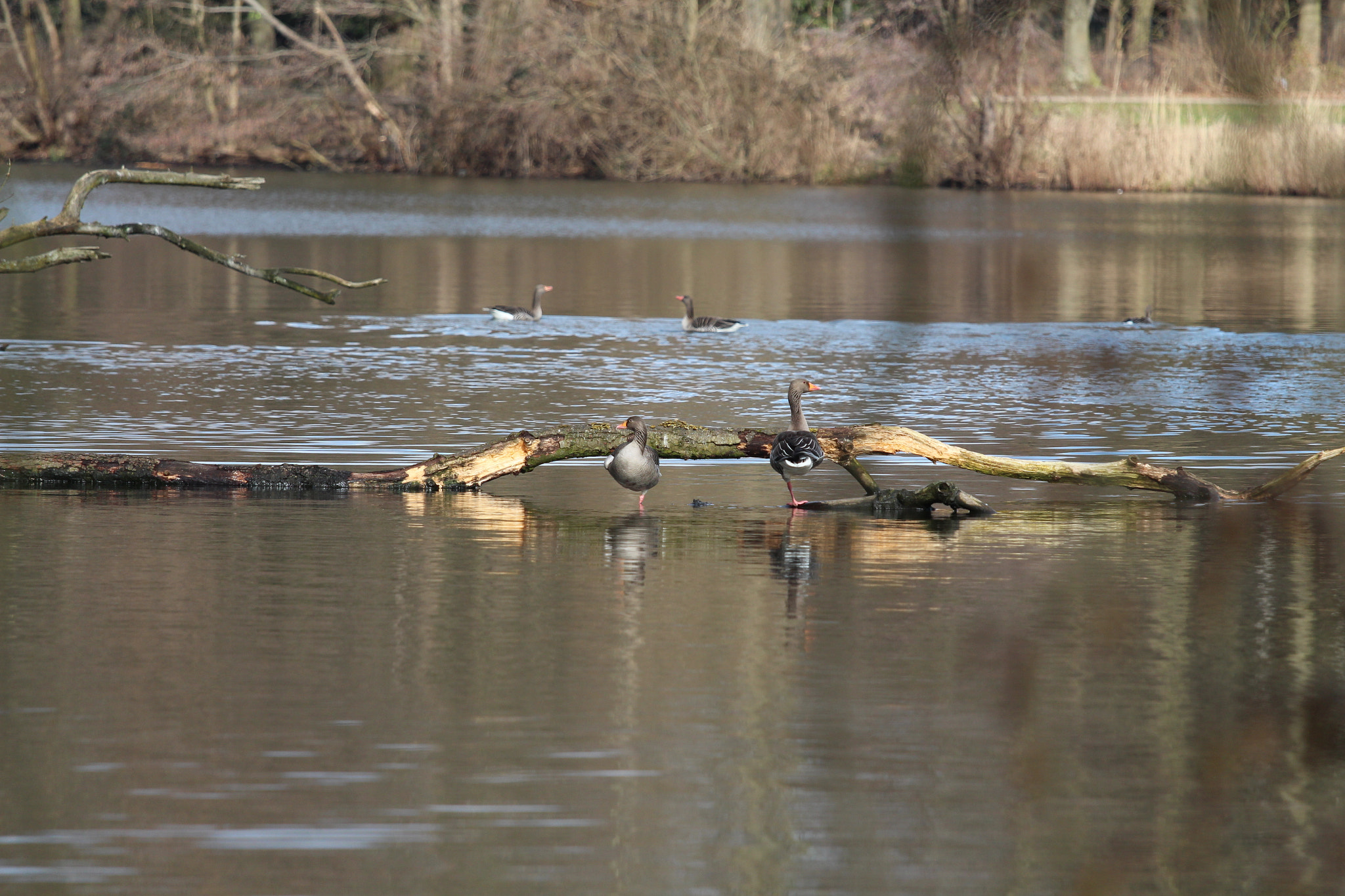 Canon EOS 650D (EOS Rebel T4i / EOS Kiss X6i) + Canon EF 70-200mm F4L IS USM sample photo. Lake of bramfeld, hamburg, germany photography