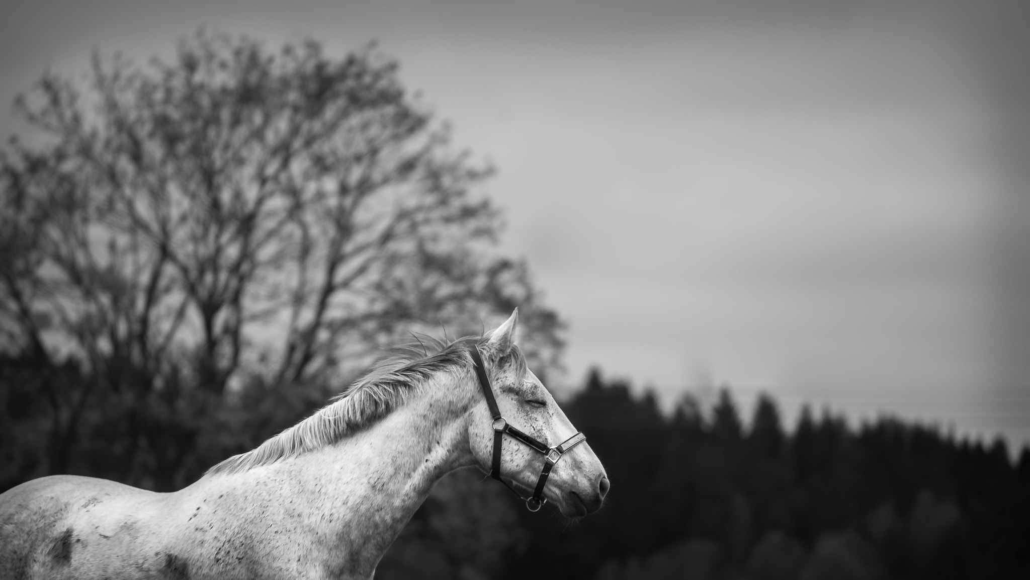 Nikon AF-S Nikkor 70-200mm F4G ED VR sample photo. Tranquil horse photography