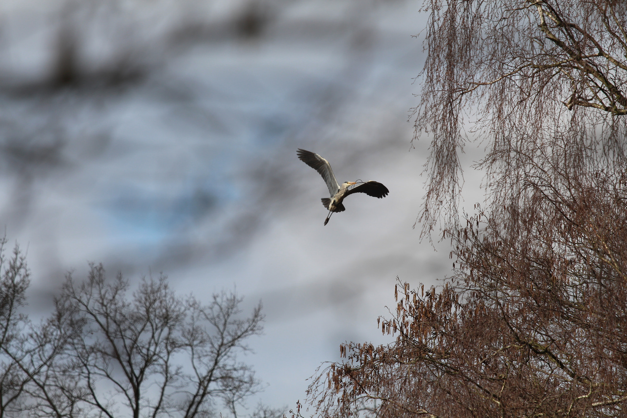 Canon EOS 650D (EOS Rebel T4i / EOS Kiss X6i) + Canon EF 70-200mm F4L IS USM sample photo. Lake of bramfeld, hamburg, germany photography