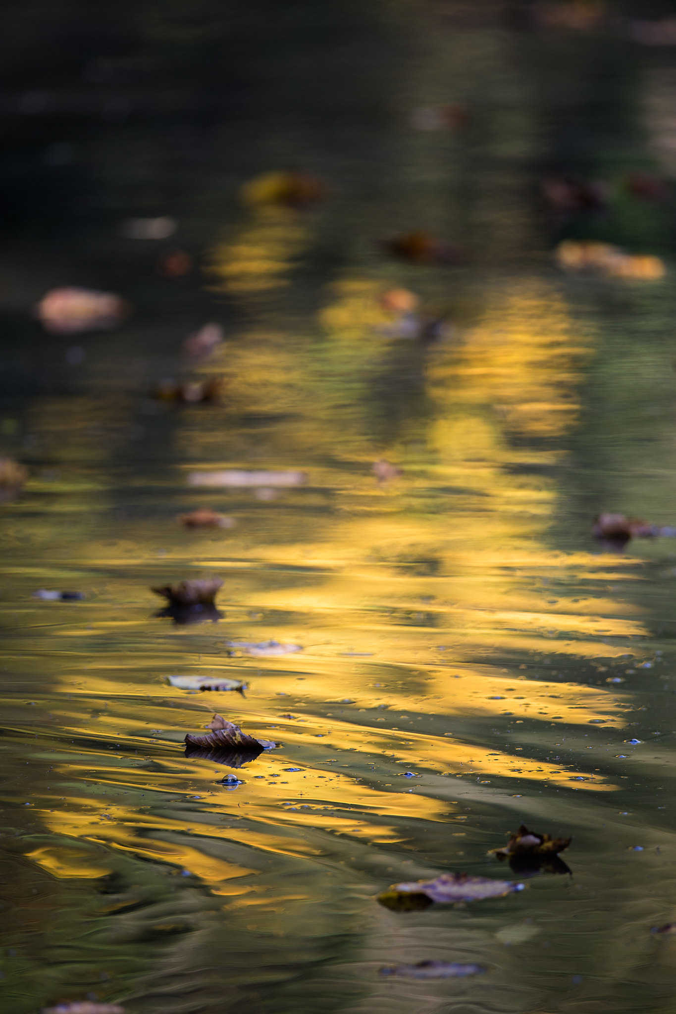 Nikon D600 + Nikon AF-S Nikkor 300mm F4D ED-IF sample photo. Autumn sun photography