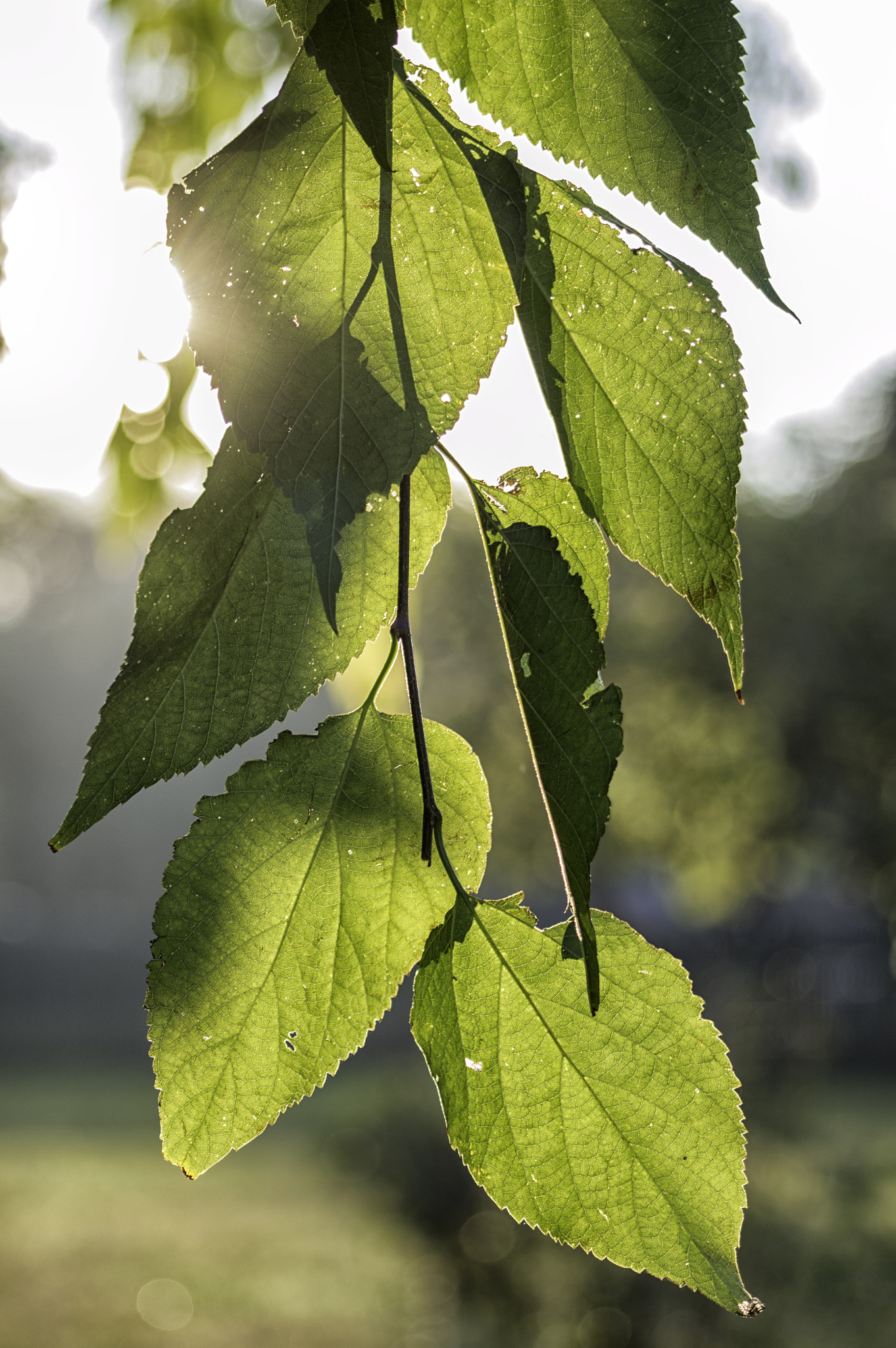 Nikon D3200 + AF Nikkor 70-210mm f/4-5.6 sample photo. Leaf photography