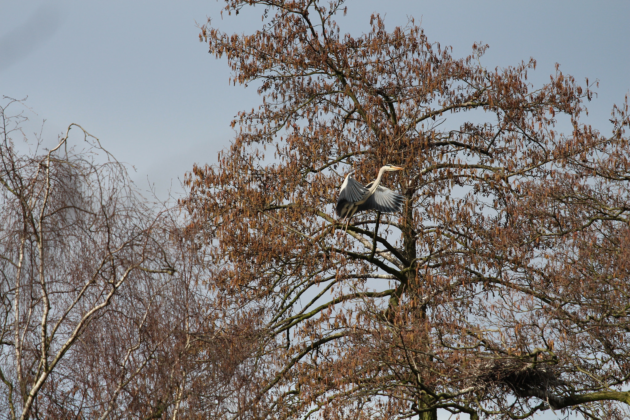 Canon EOS 650D (EOS Rebel T4i / EOS Kiss X6i) + Canon EF 70-200mm F4L IS USM sample photo. Lake of bramfeld, hamburg, germany photography