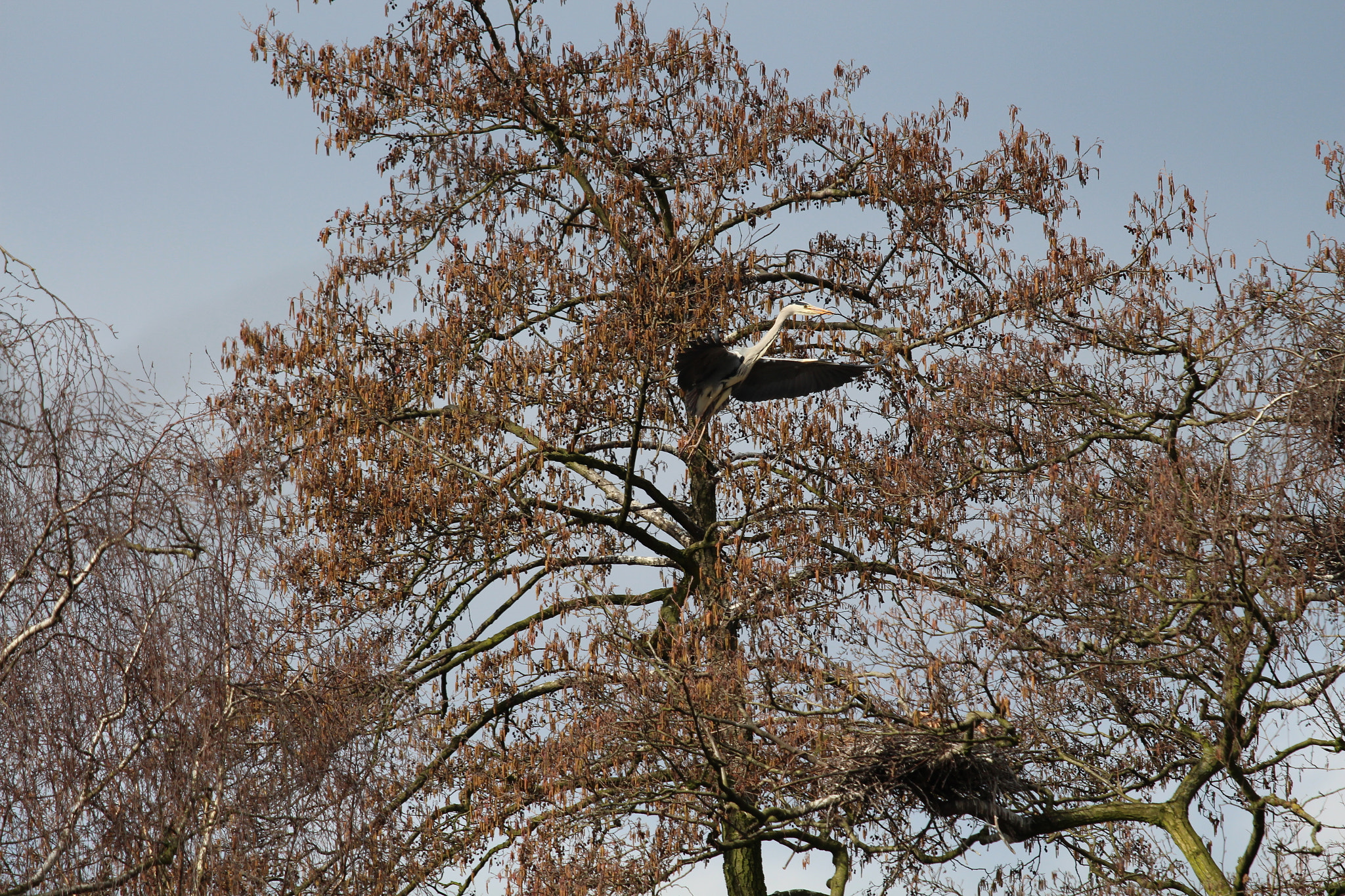 Canon EOS 650D (EOS Rebel T4i / EOS Kiss X6i) + Canon EF 70-200mm F4L IS USM sample photo. Lake of bramfeld, hamburg, germany photography