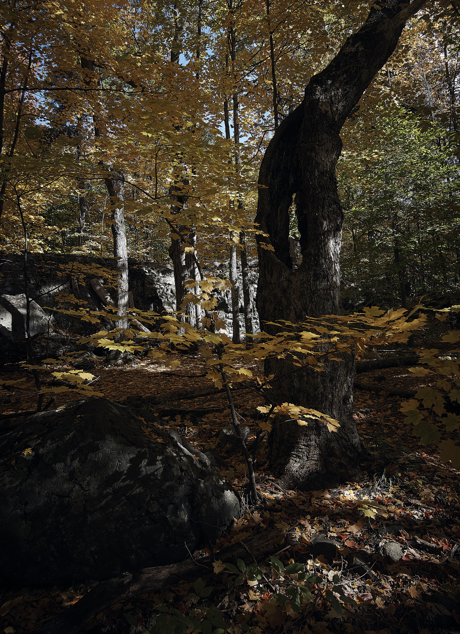 Sony a7 sample photo. Forest 01 photography