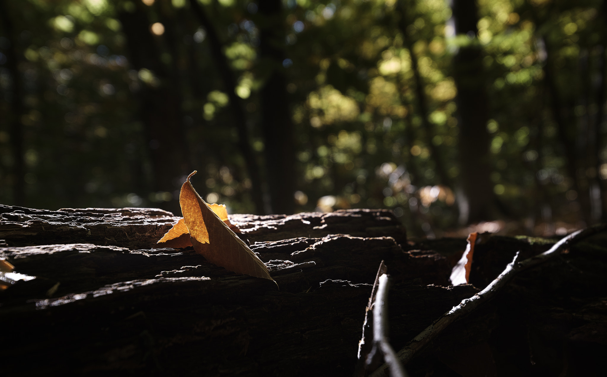 Sony a7 sample photo. Forest 02 photography