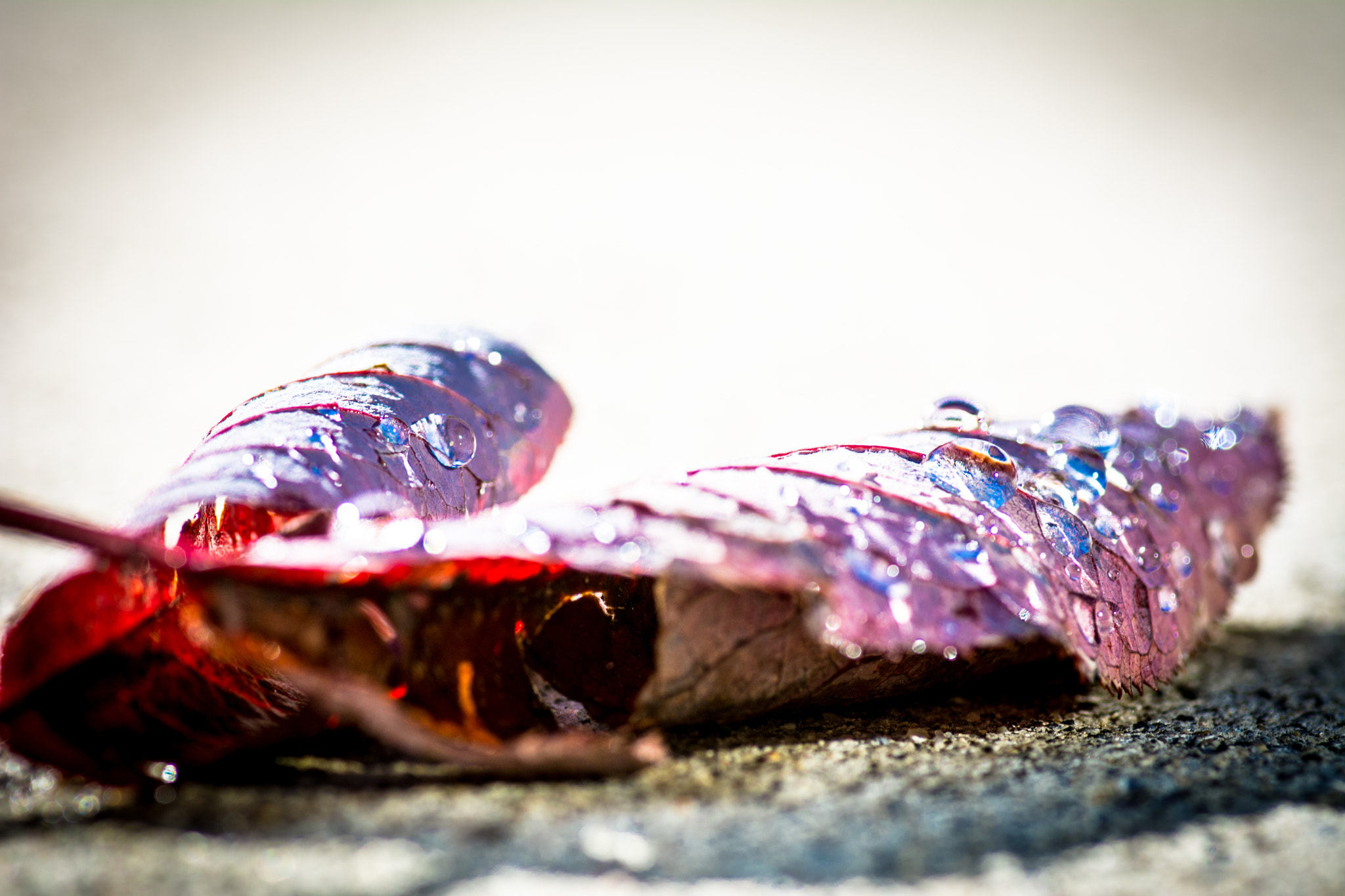 Tokina AT-X Pro 100mm F2.8 Macro sample photo. Leaves photography
