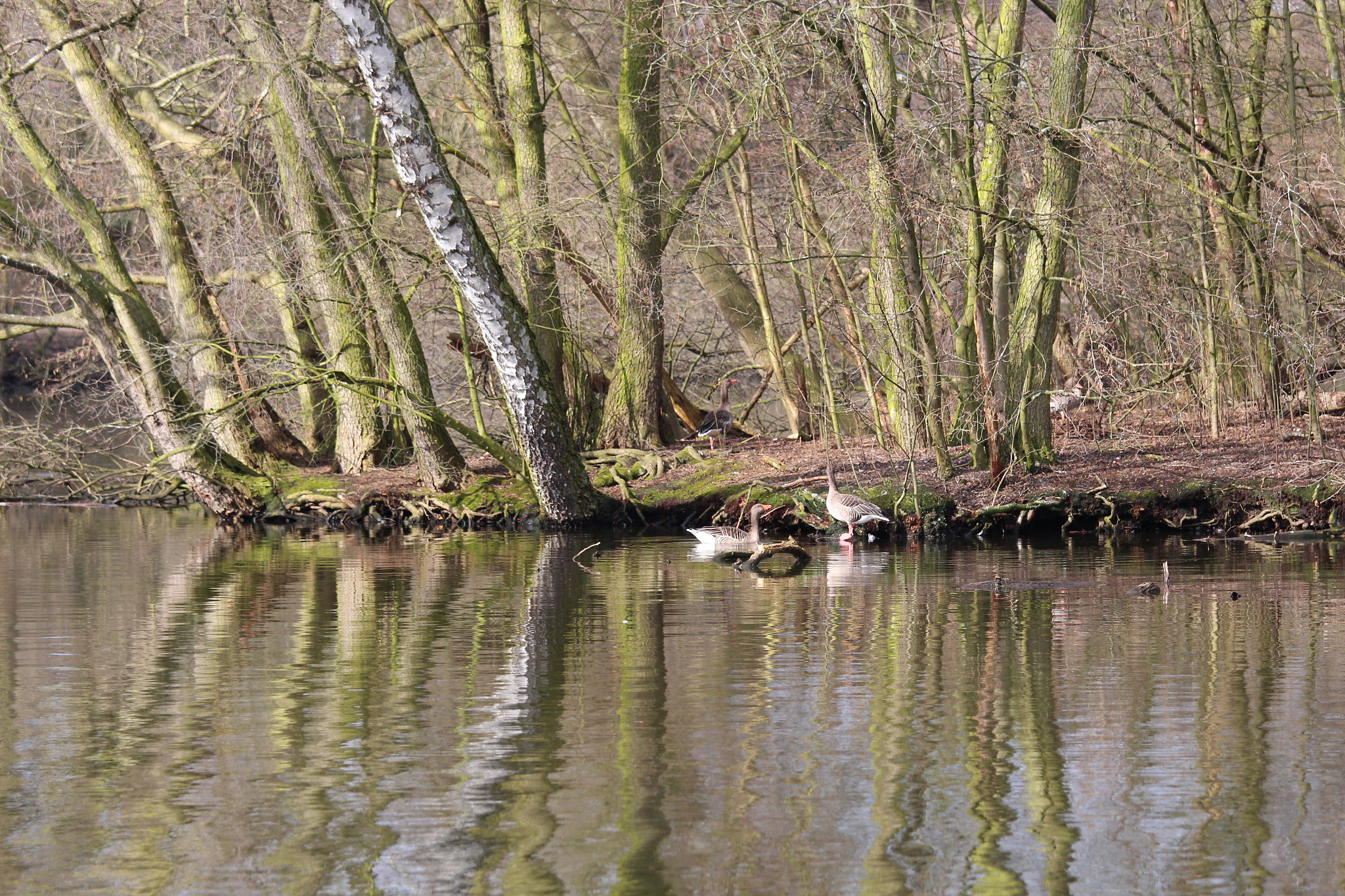 Canon EOS 650D (EOS Rebel T4i / EOS Kiss X6i) + Canon EF 70-200mm F4L IS USM sample photo. Lake of bramfeld, hamburg, germany photography