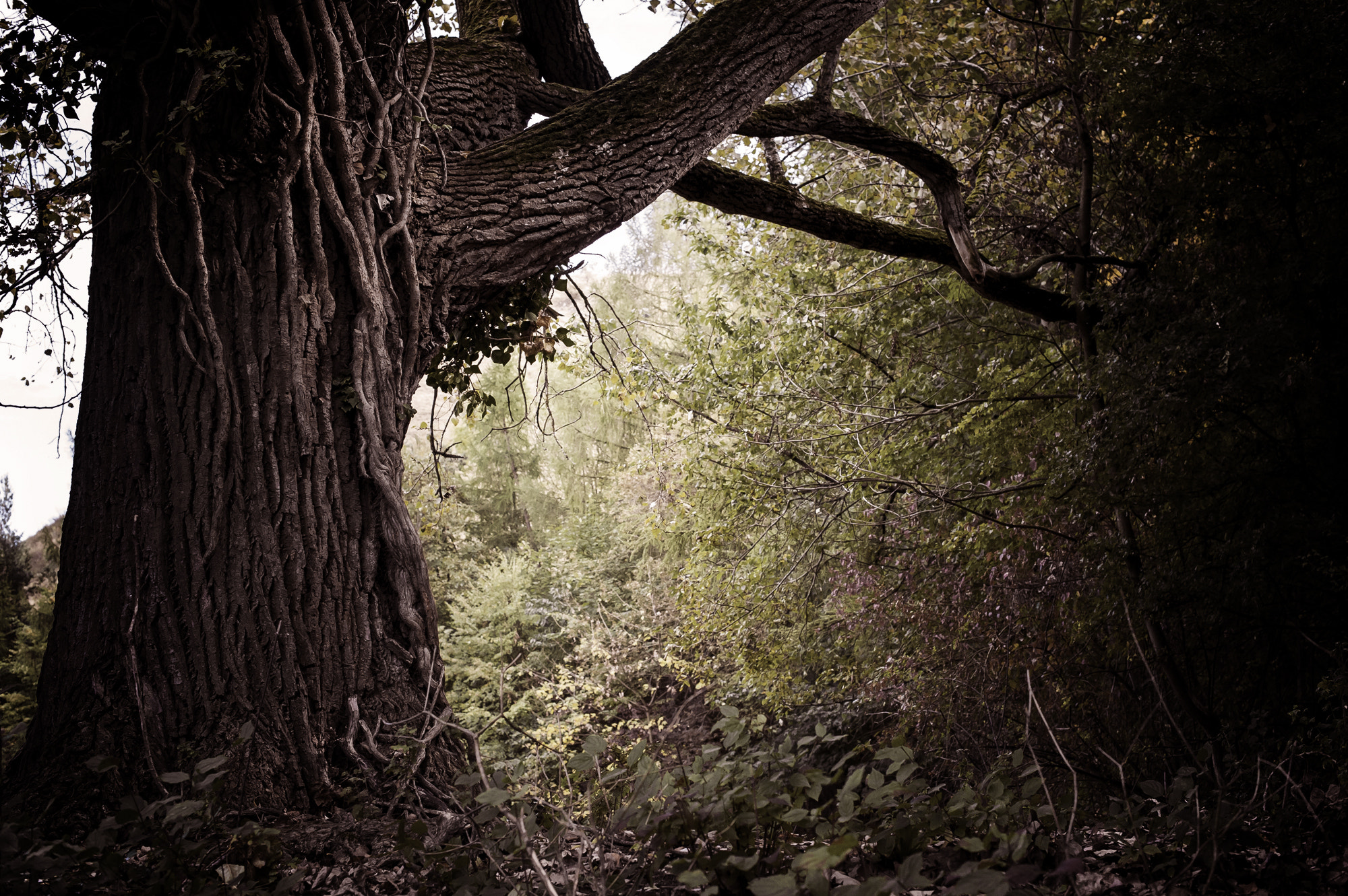 Nikon D3 + Nikon AF-S Nikkor 50mm F1.4G sample photo. Kletterwurzeln photography