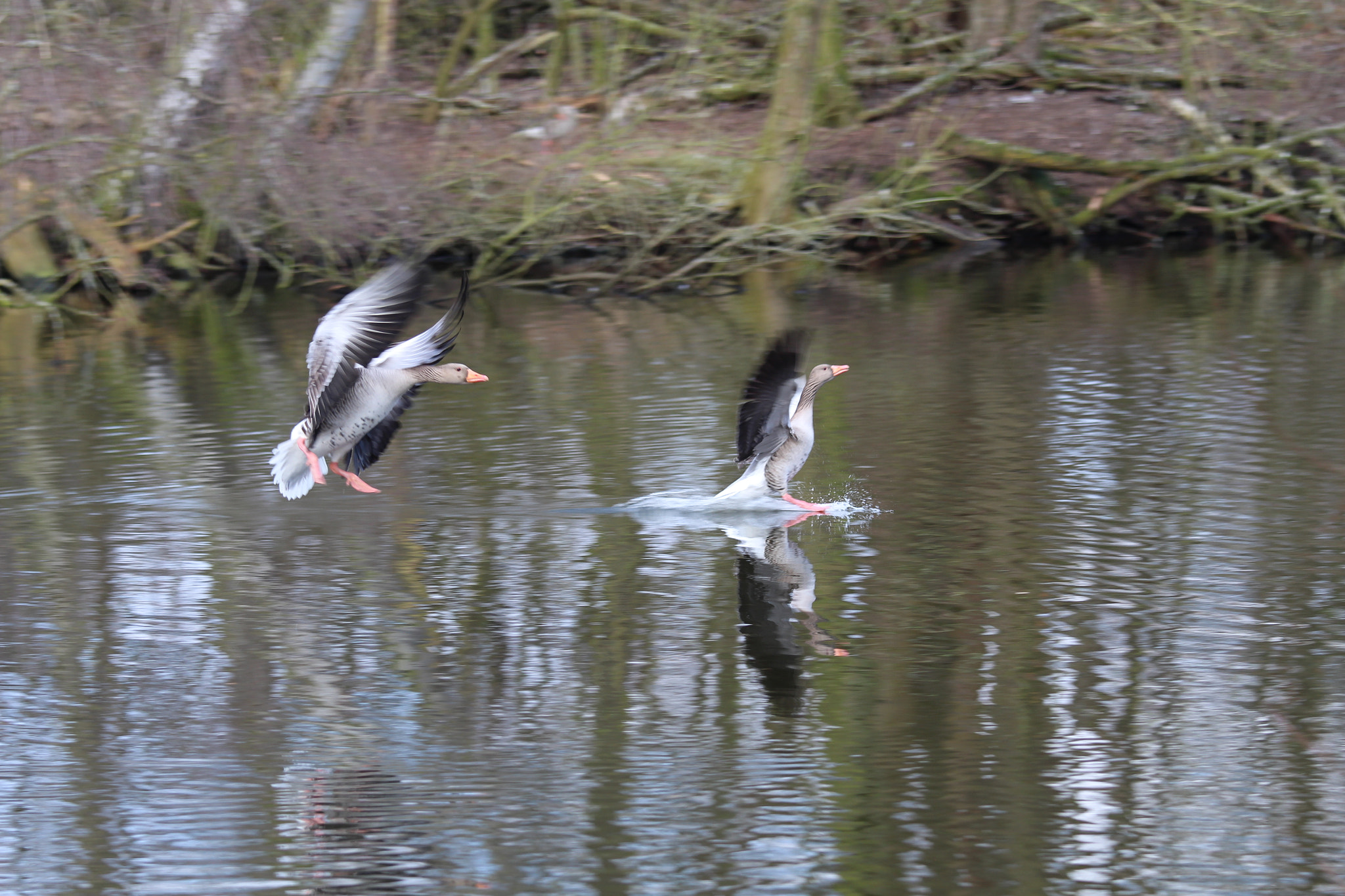 Canon EOS 650D (EOS Rebel T4i / EOS Kiss X6i) + Canon EF 70-200mm F4L IS USM sample photo. Lake of bramfeld, hamburg, germany photography