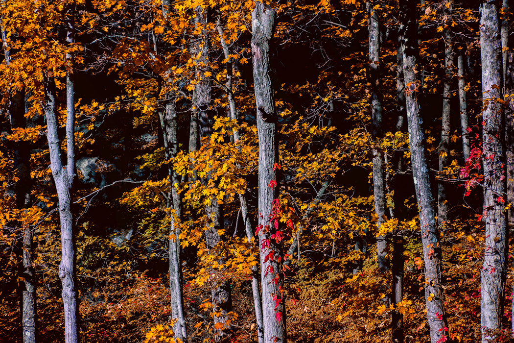 Canon EF-S 18-135mm F3.5-5.6 IS sample photo. Autumn 2016 photography