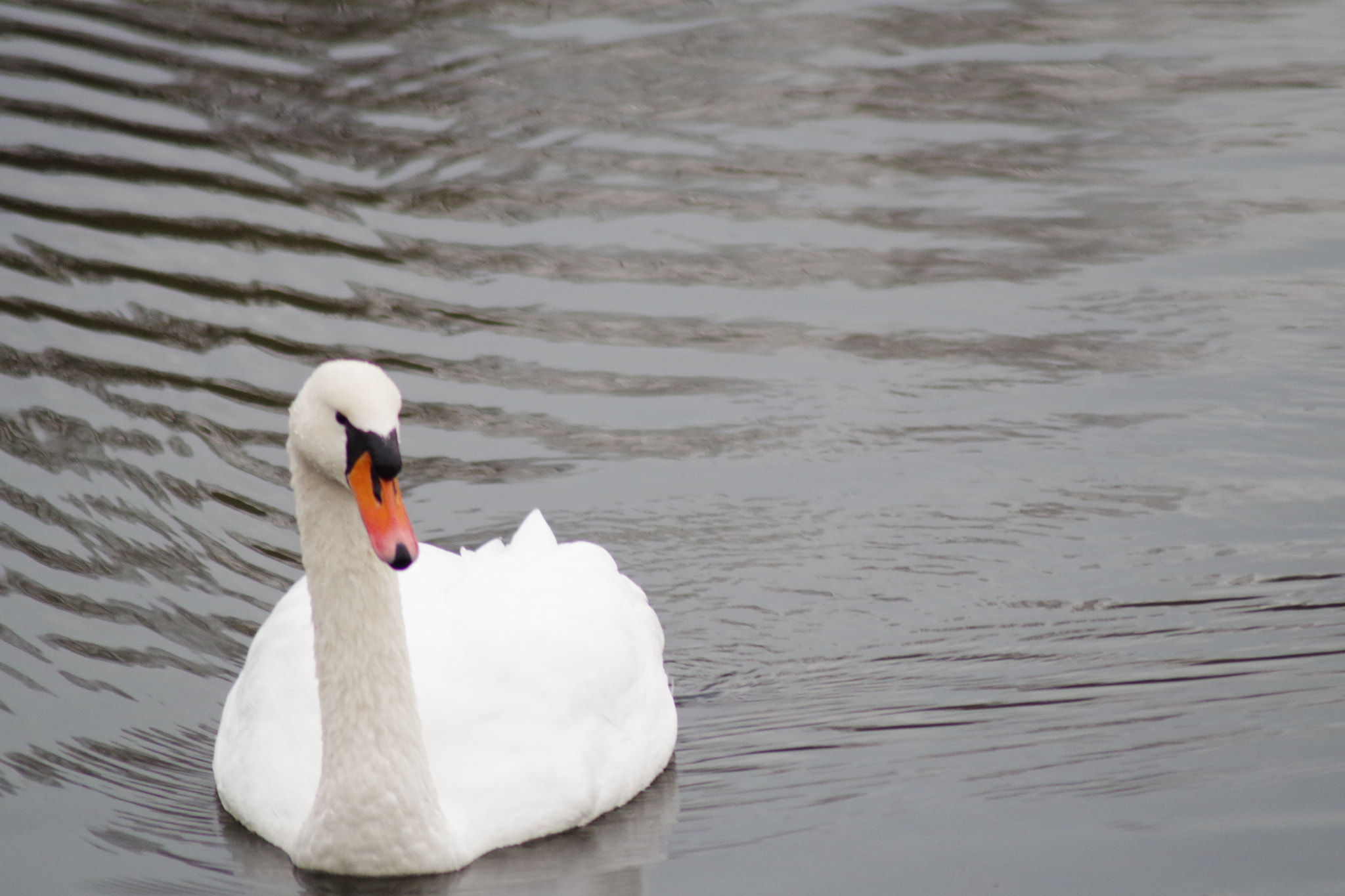 Tamron AF 70-300mm F4-5.6 Di LD Macro sample photo. Natur pur photography
