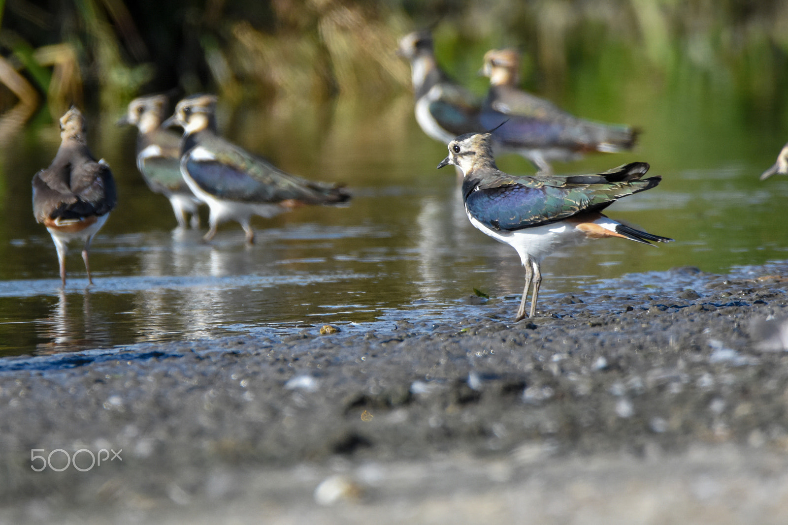 Tamron SP 150-600mm F5-6.3 Di VC USD sample photo. Northern dustsnap taking a quick break photography