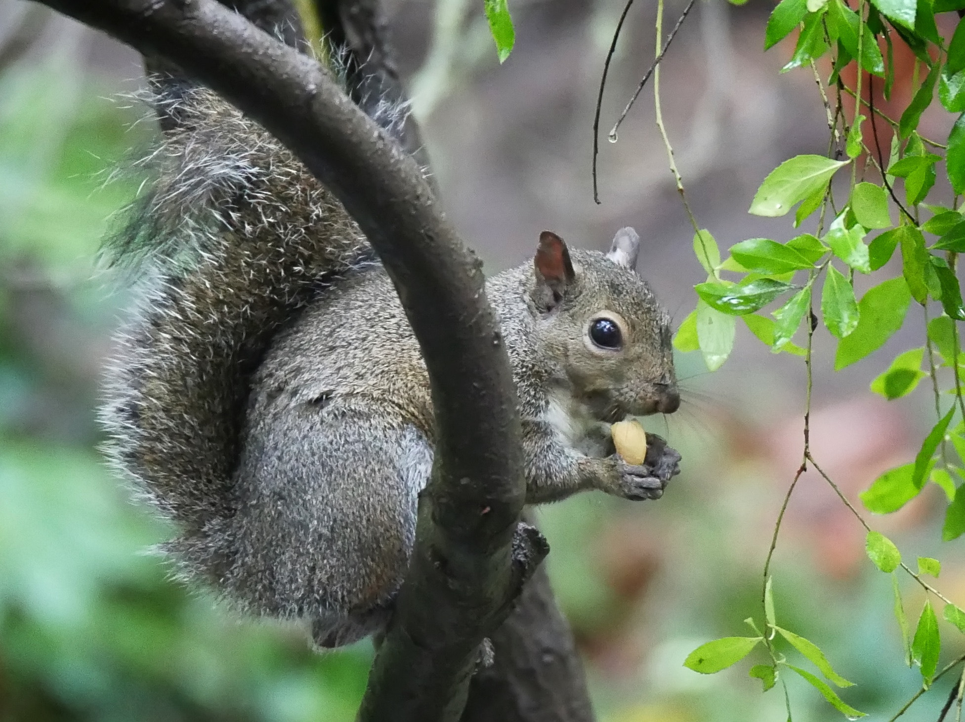 Panasonic Lumix G X Vario 35-100mm F2.8 OIS sample photo. Snack time photography