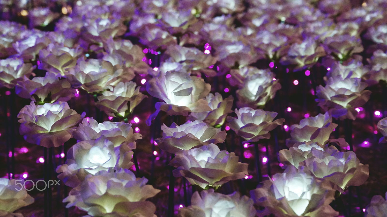 Sony SLT-A37 + Sony DT 55-200mm F4-5.6 SAM sample photo. Light flowers photography