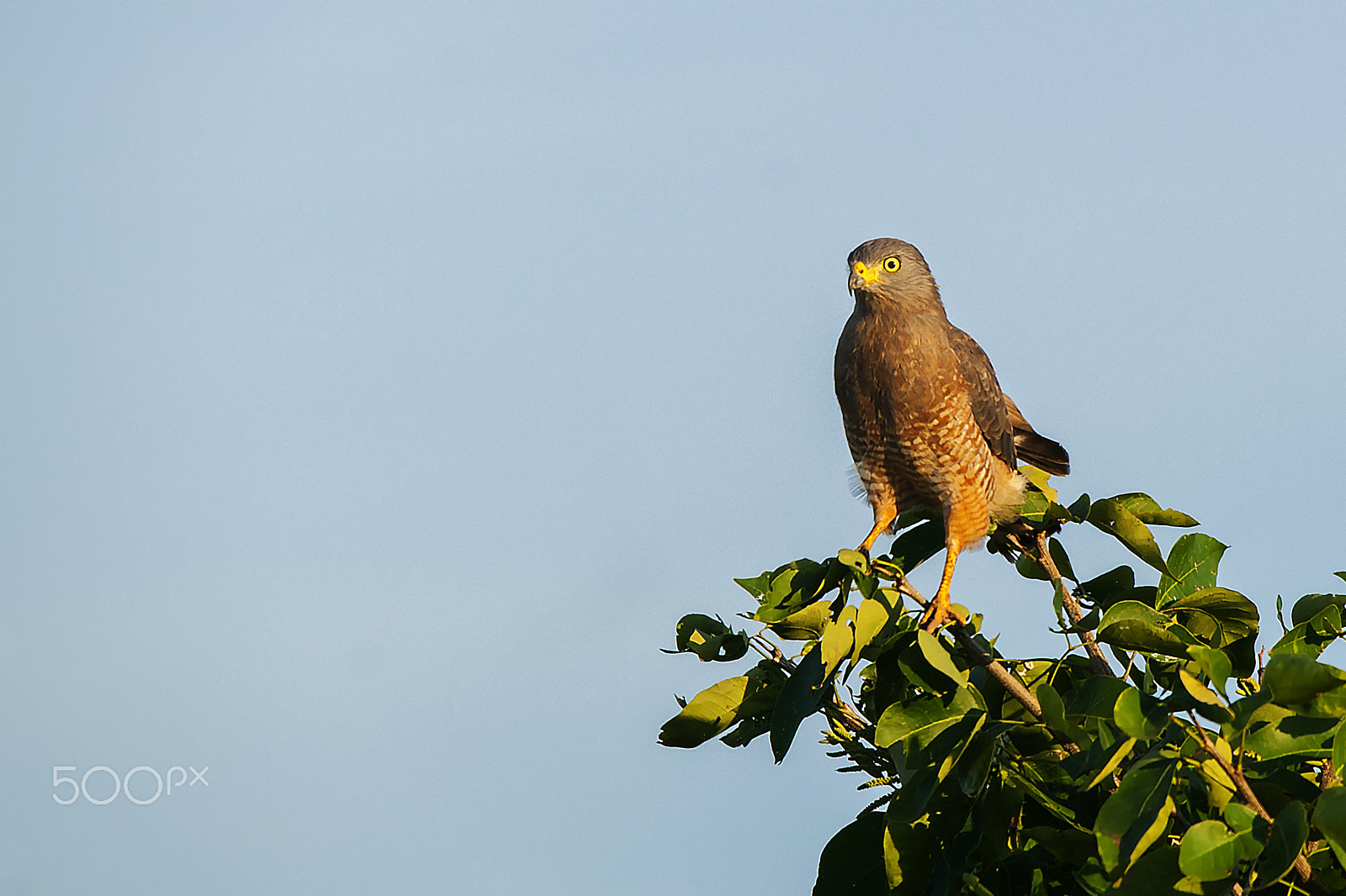 Sony Alpha DSLR-A900 + Sigma 50-500mm F4.5-6.3 DG OS HSM sample photo. Lurking in the heights photography