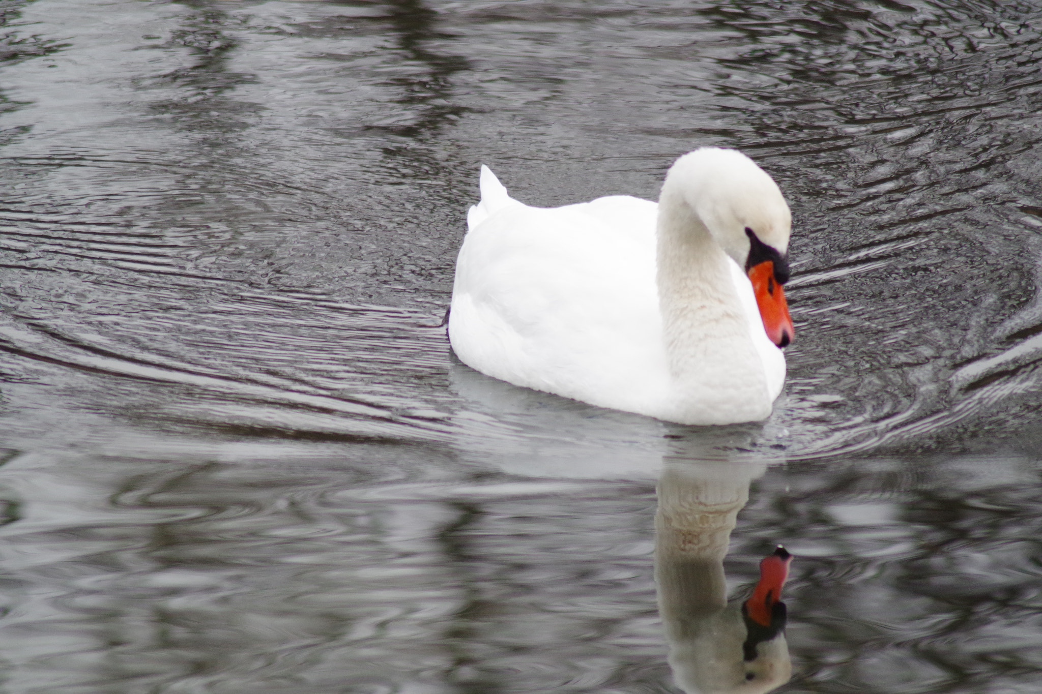 Tamron AF 70-300mm F4-5.6 Di LD Macro sample photo. Natur pur photography