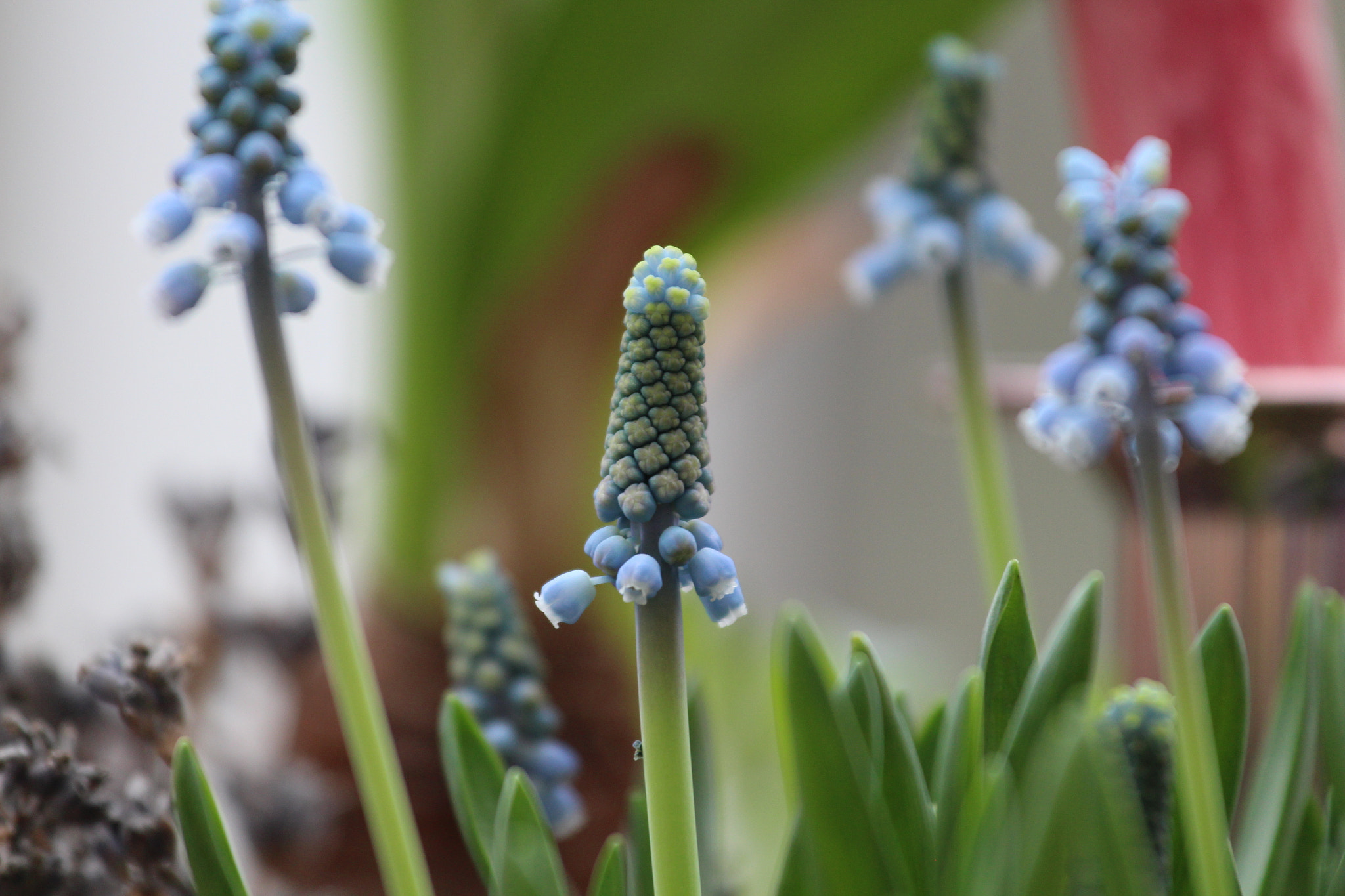 Canon EOS 650D (EOS Rebel T4i / EOS Kiss X6i) + Canon EF 70-200mm F4L IS USM sample photo. Flowers photography