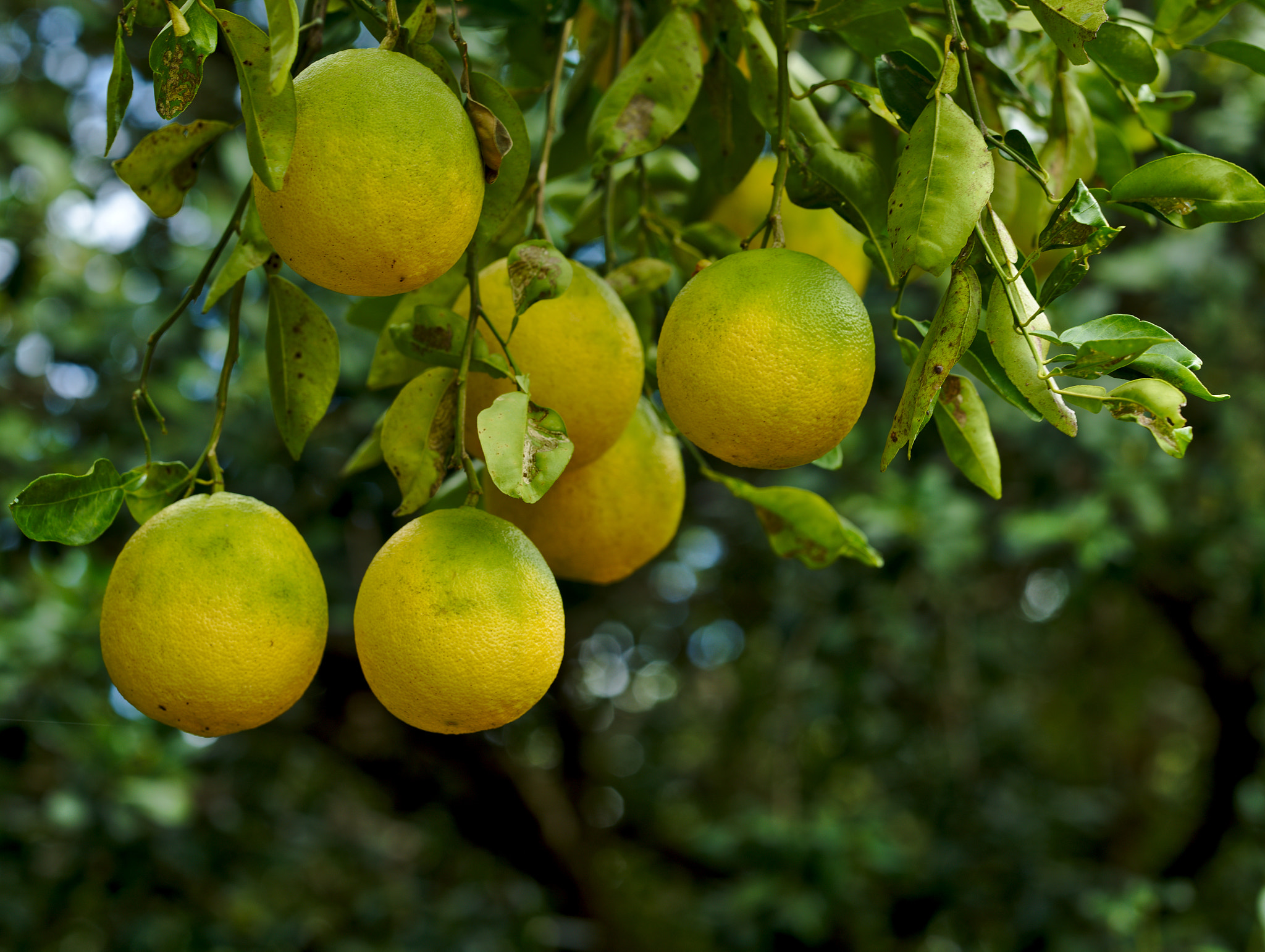 Nikon D810 + Manual Lens No CPU sample photo. Ichang papeda / citrus ichangensis photography