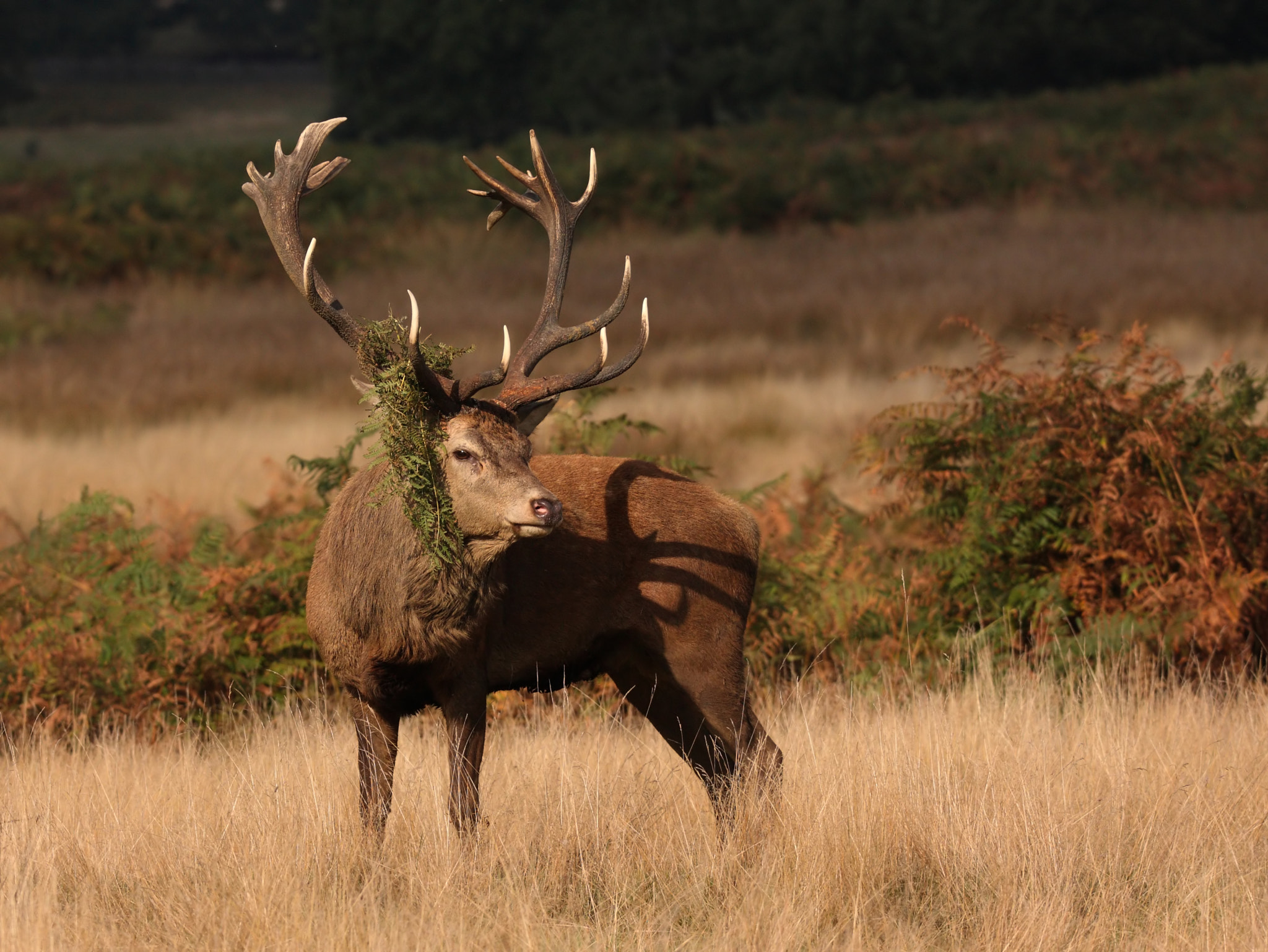 Canon EOS 40D + 150-600mm F5-6.3 DG OS HSM | Sports 014 sample photo. Stag photography